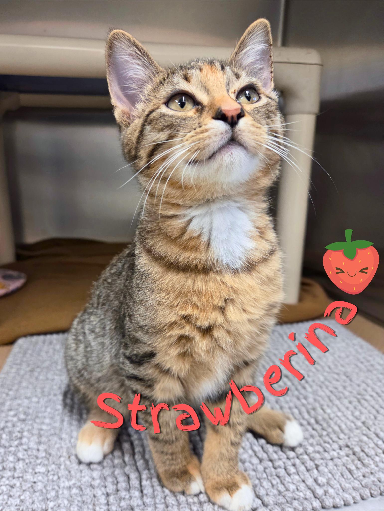 Strawberina, adopted, Kitten Female Domestic Short Hair.