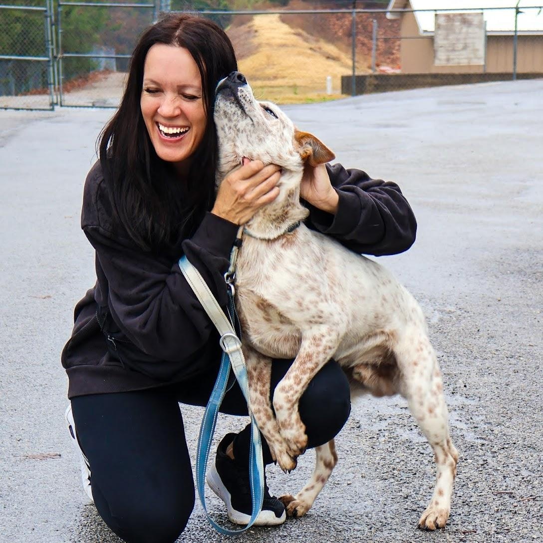 Enlarge Kirby, an adoptable Australian Cattle Dog / Blue Heeler in Hollister, MO image 1/3