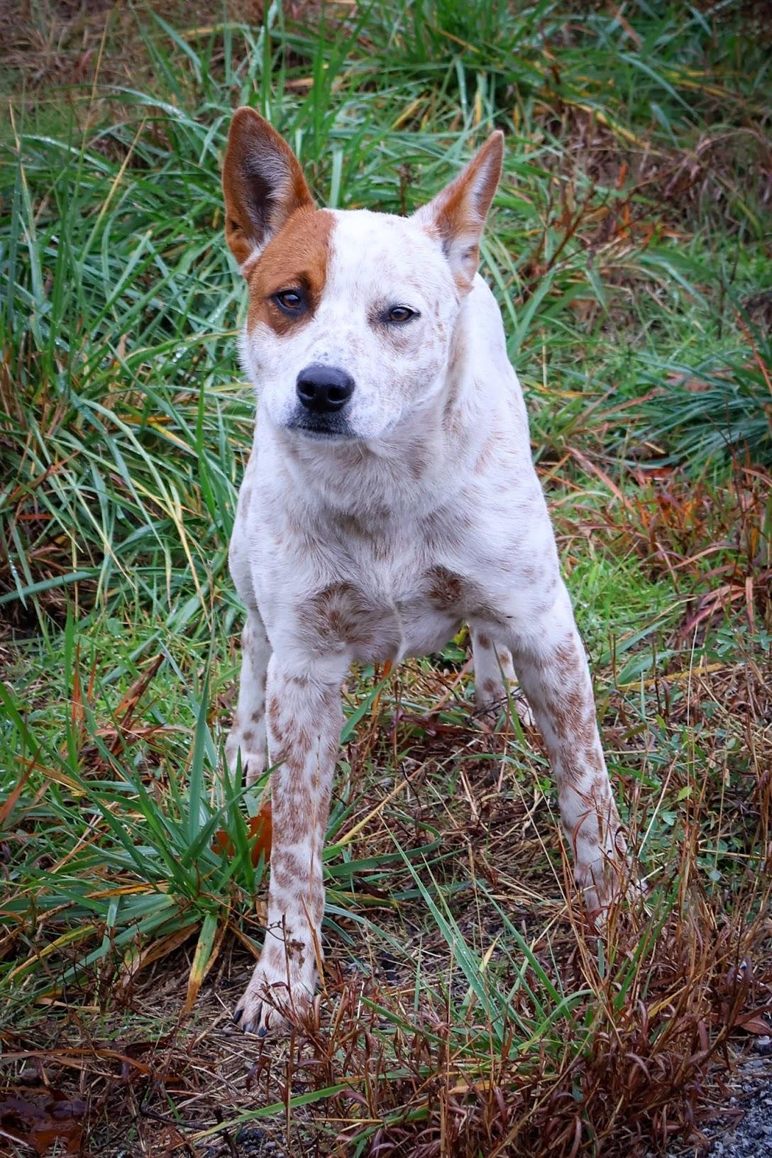 Enlarge Kirby, an adoptable Australian Cattle Dog / Blue Heeler in Hollister, MO image 2/3