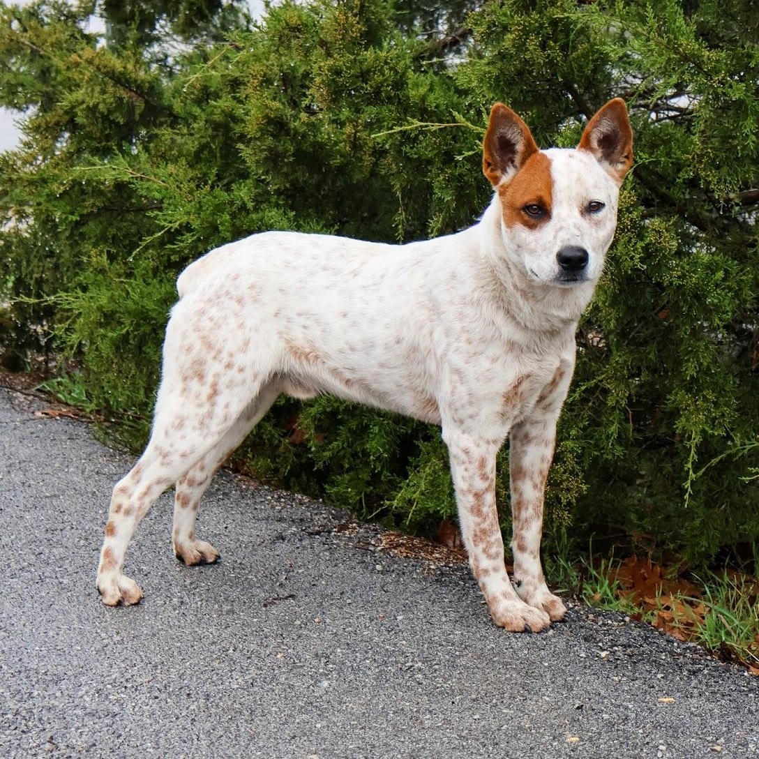 Enlarge Kirby, an adoptable Australian Cattle Dog / Blue Heeler in Hollister, MO image 3/3