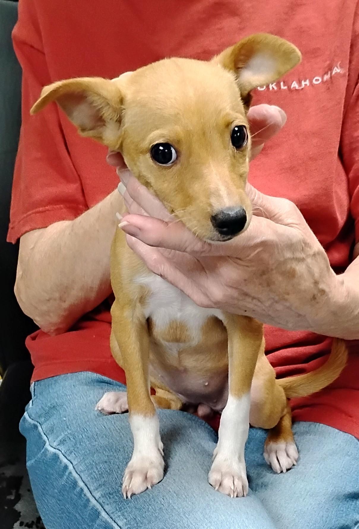Enlarge Twig, an adopted Rat Terrier in Sulphur, OK image 3/3