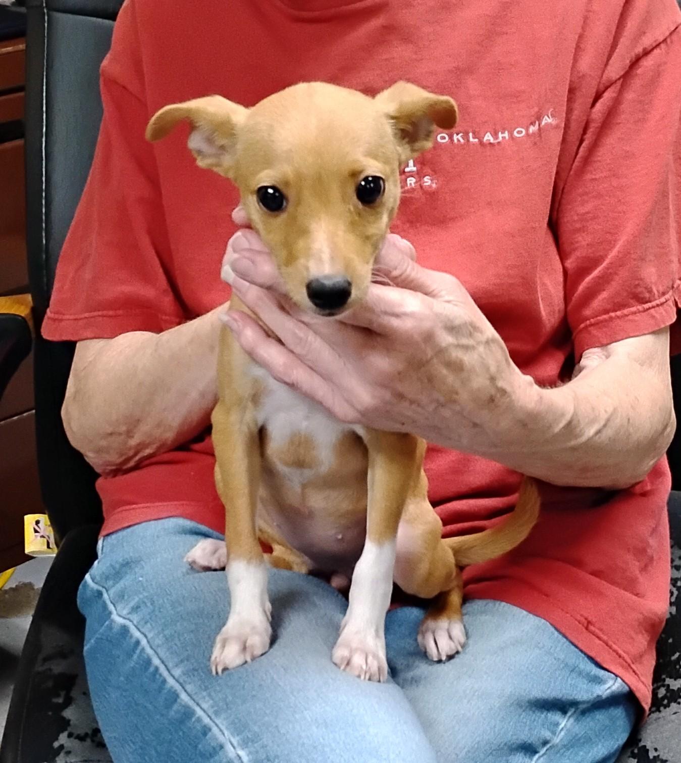Enlarge Twig, an adopted Rat Terrier in Sulphur, OK image 2/3