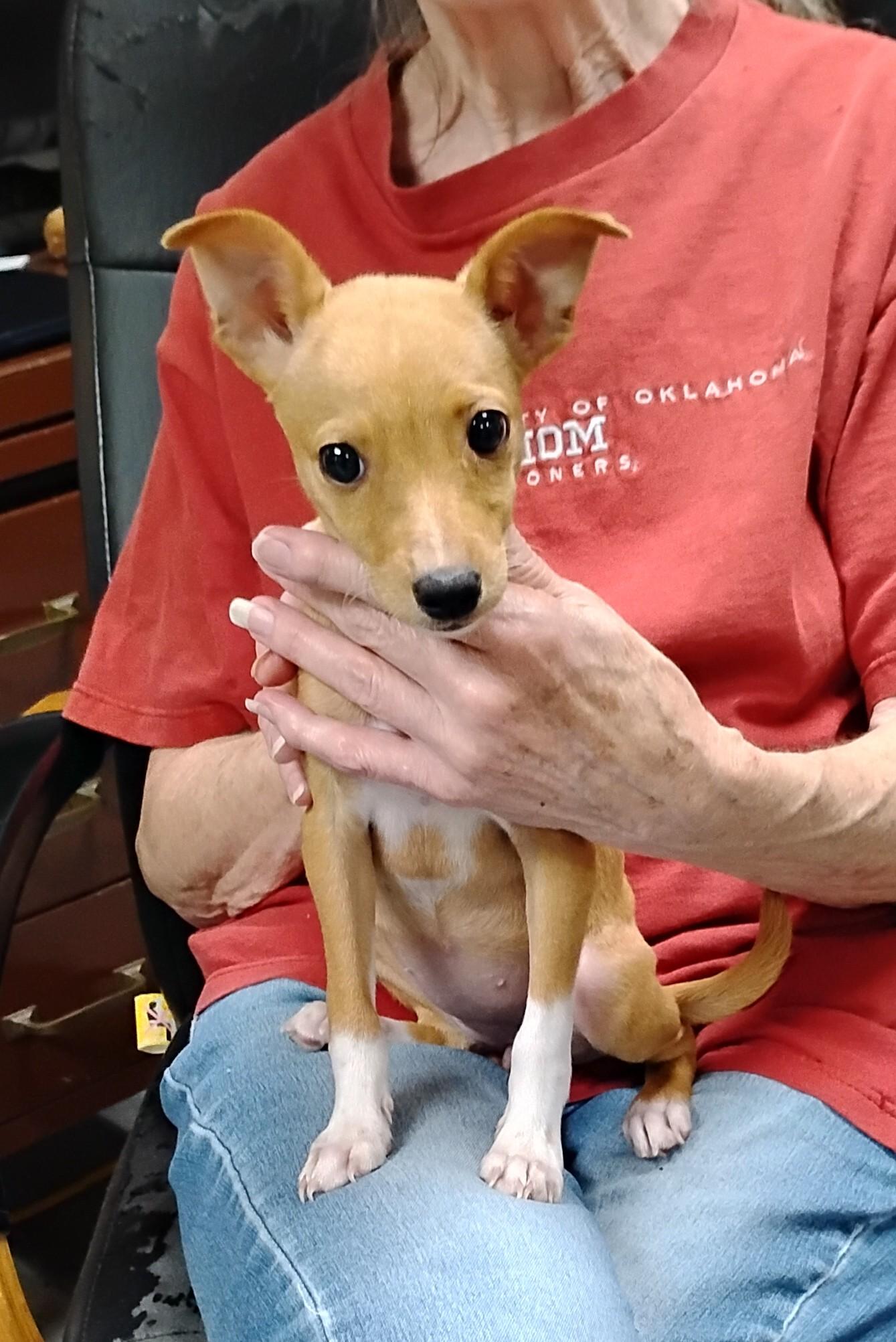 Twig, adopted, Puppy Female Rat Terrier.