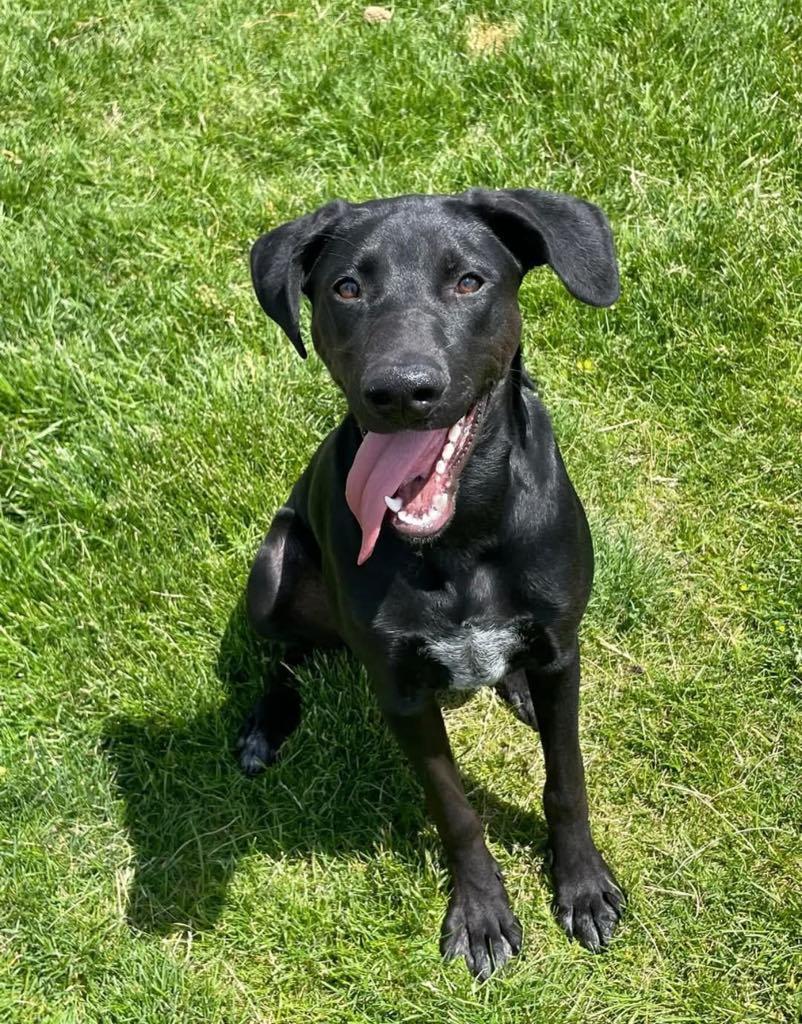 Rosie Posie, Adopted, Young Female Labrador Retriever & Great Dane.