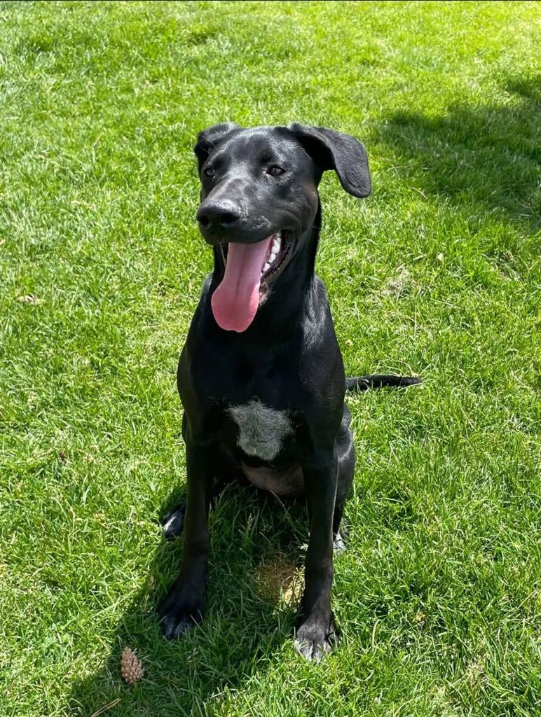 Rosie Posie, a Adopted mixed breed in Midway, UT image 2/3