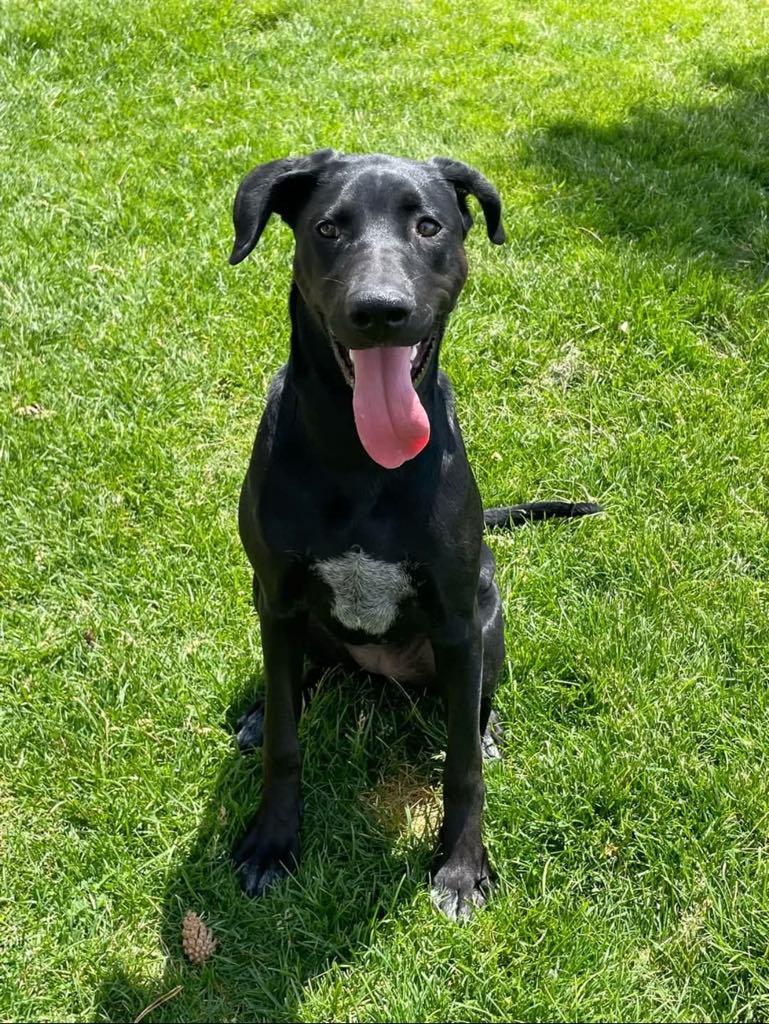 Rosie Posie, a Adopted mixed breed in Midway, UT image 3/3