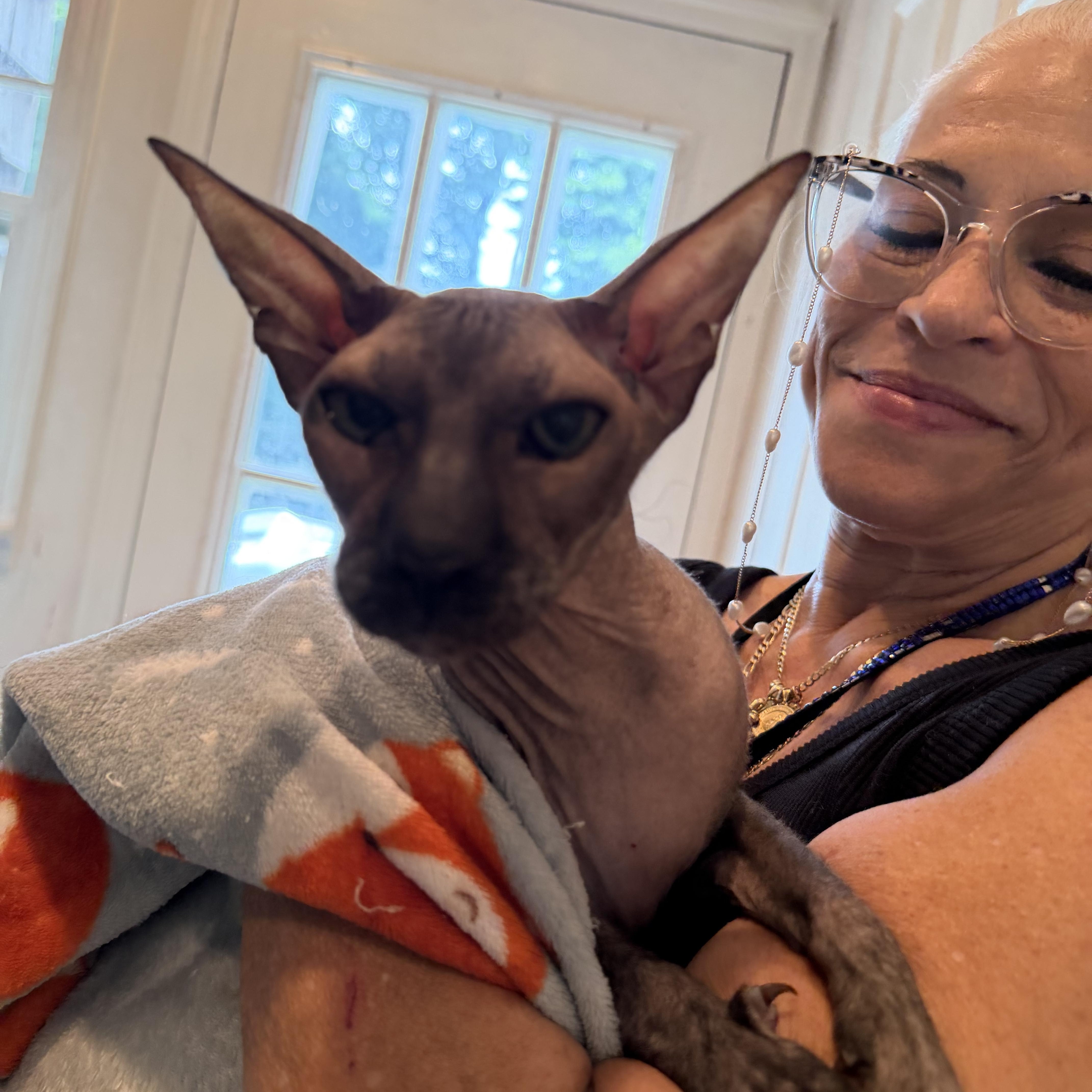 Enlarge Anubis, an adopted Sphynx / Hairless Cat in Syosset, NY image 2/4