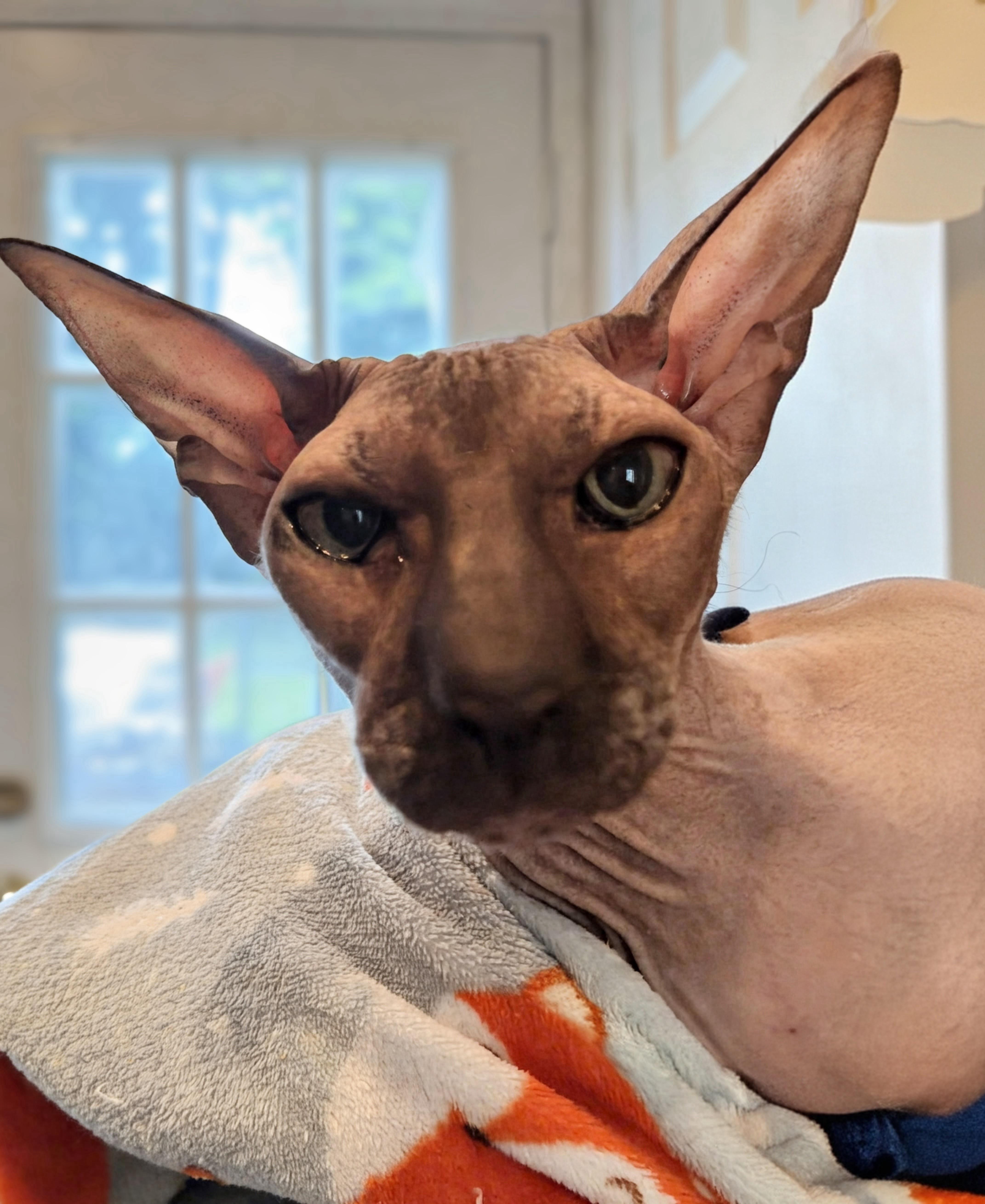 Anubis, adopted, Adult Male Sphynx / Hairless Cat.