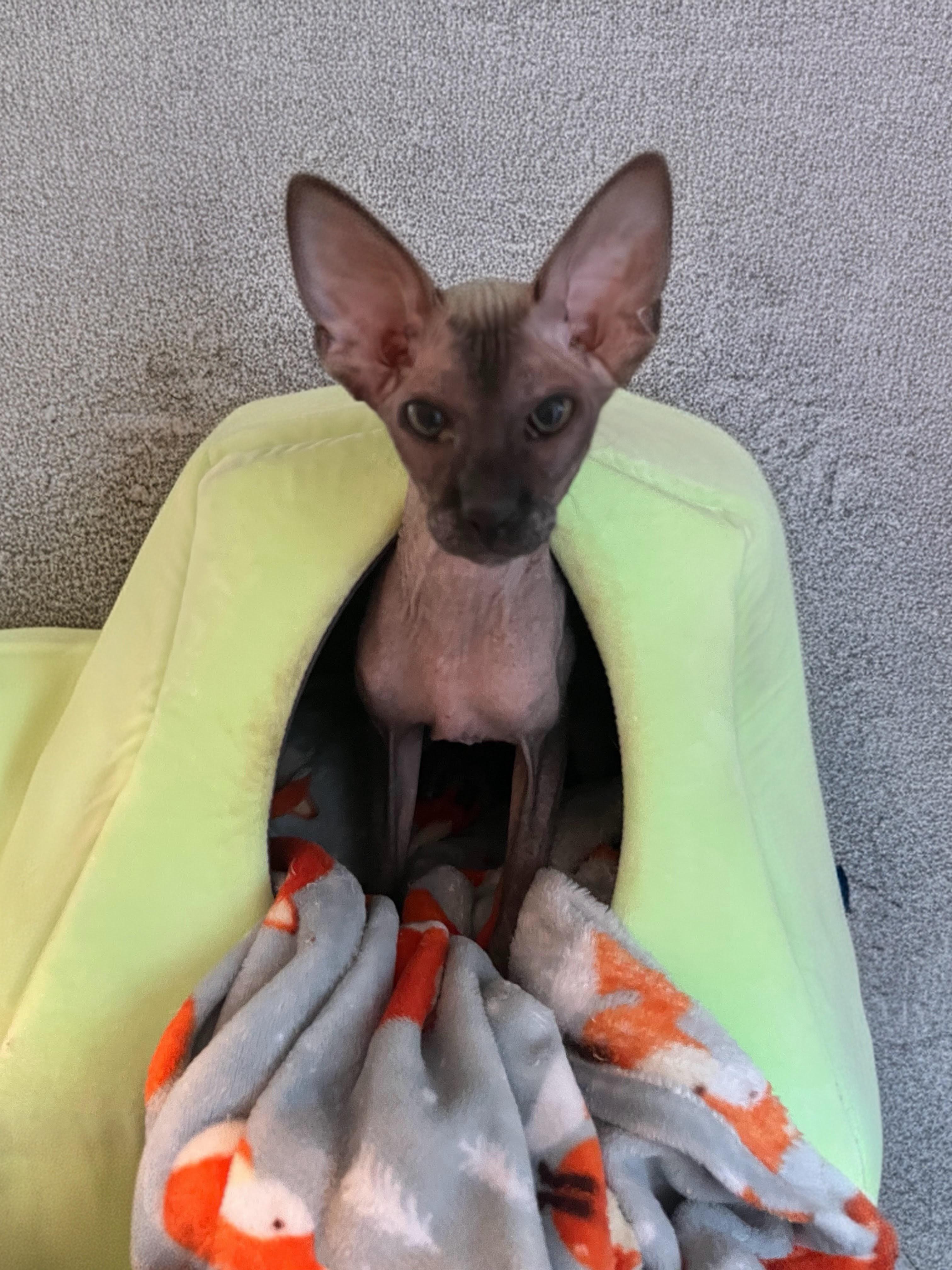 Enlarge Anubis, an adopted Sphynx / Hairless Cat in Syosset, NY image 3/4