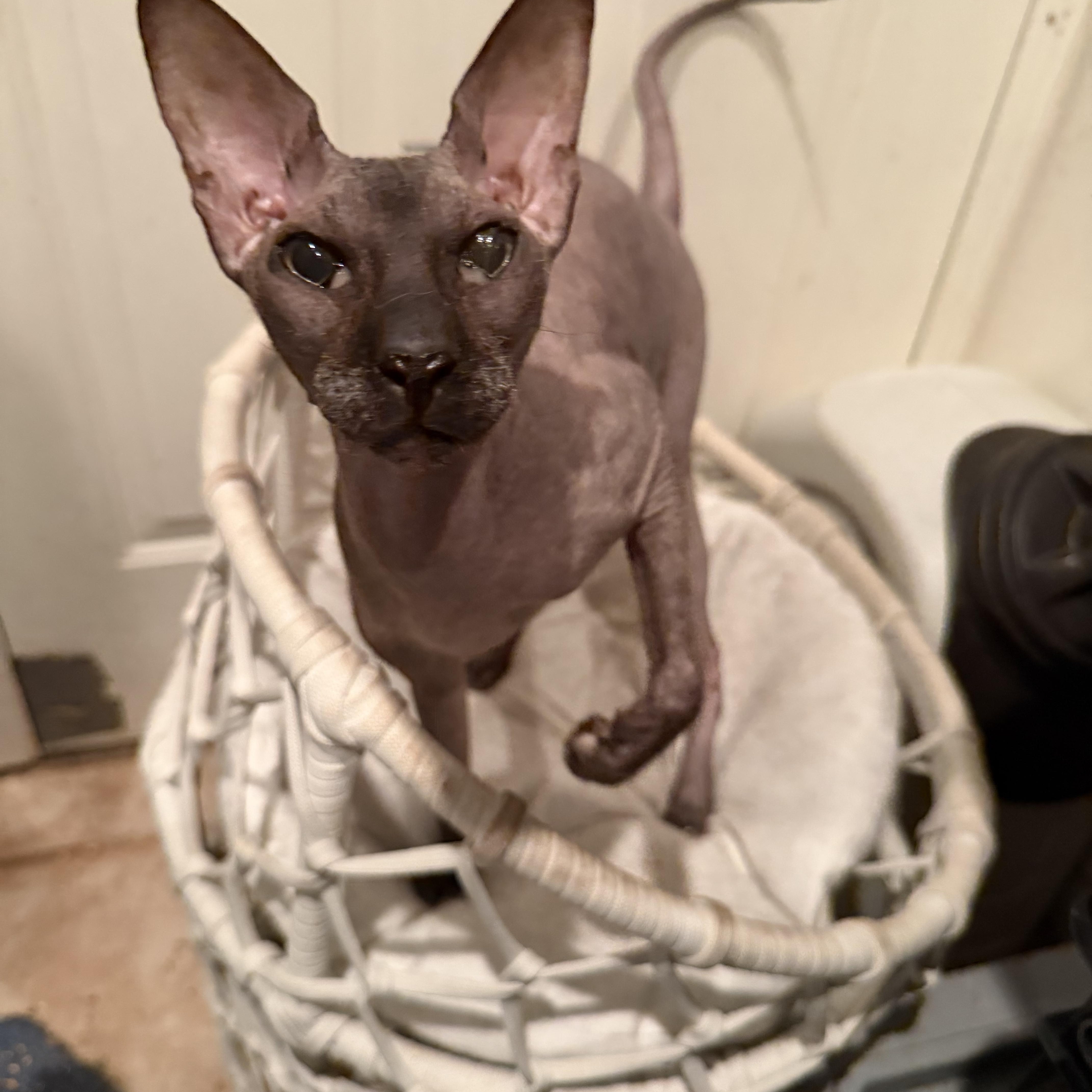 Enlarge Anubis, an adopted Sphynx / Hairless Cat in Syosset, NY image 4/4