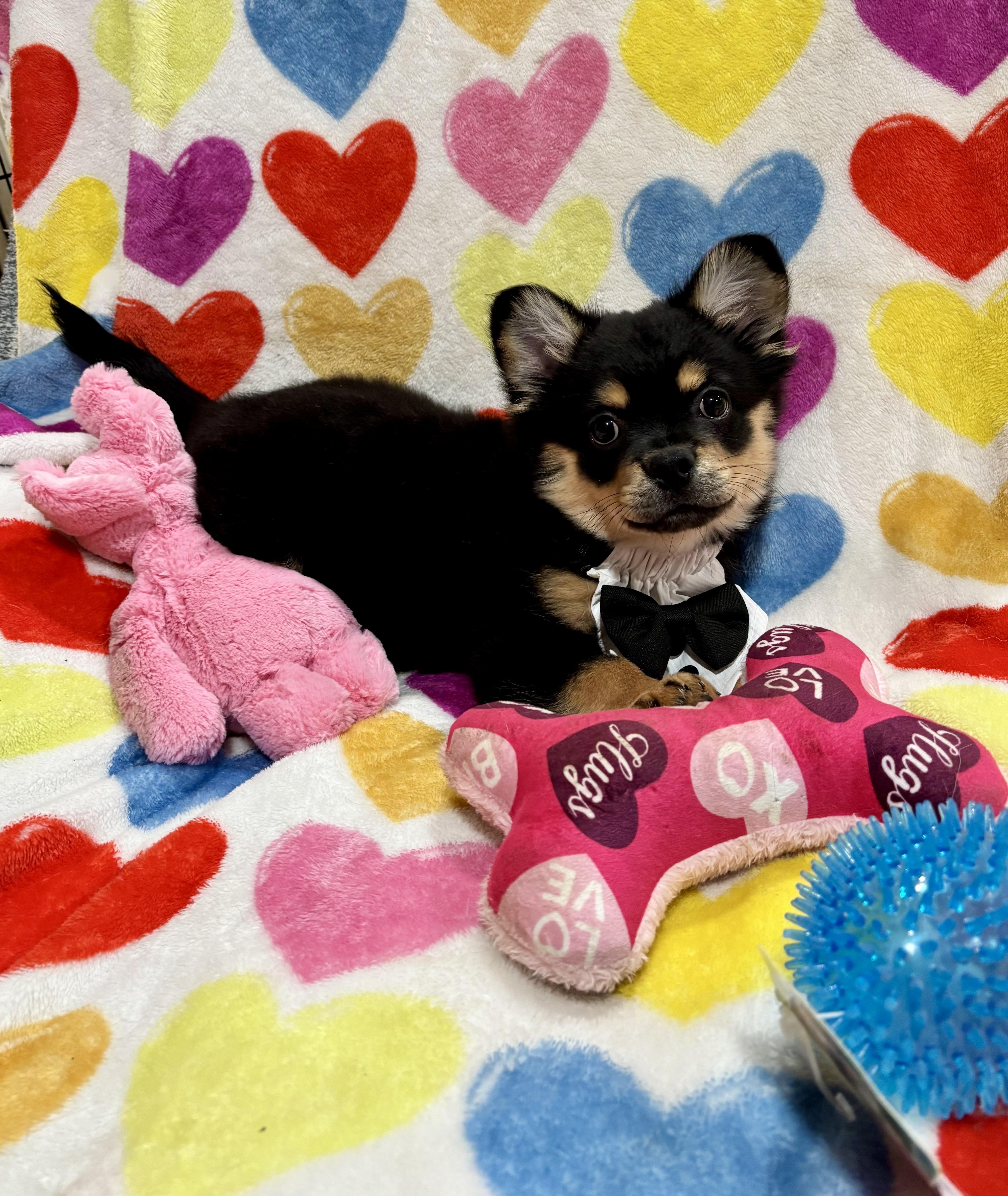 Oso, an adopted mixed breed in Foster, OR image 1/6