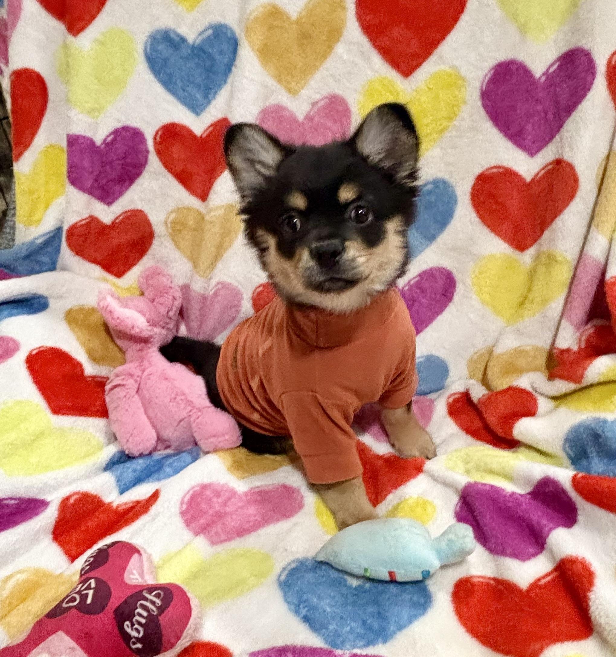 Oso, an adopted mixed breed in Foster, OR image 4/6