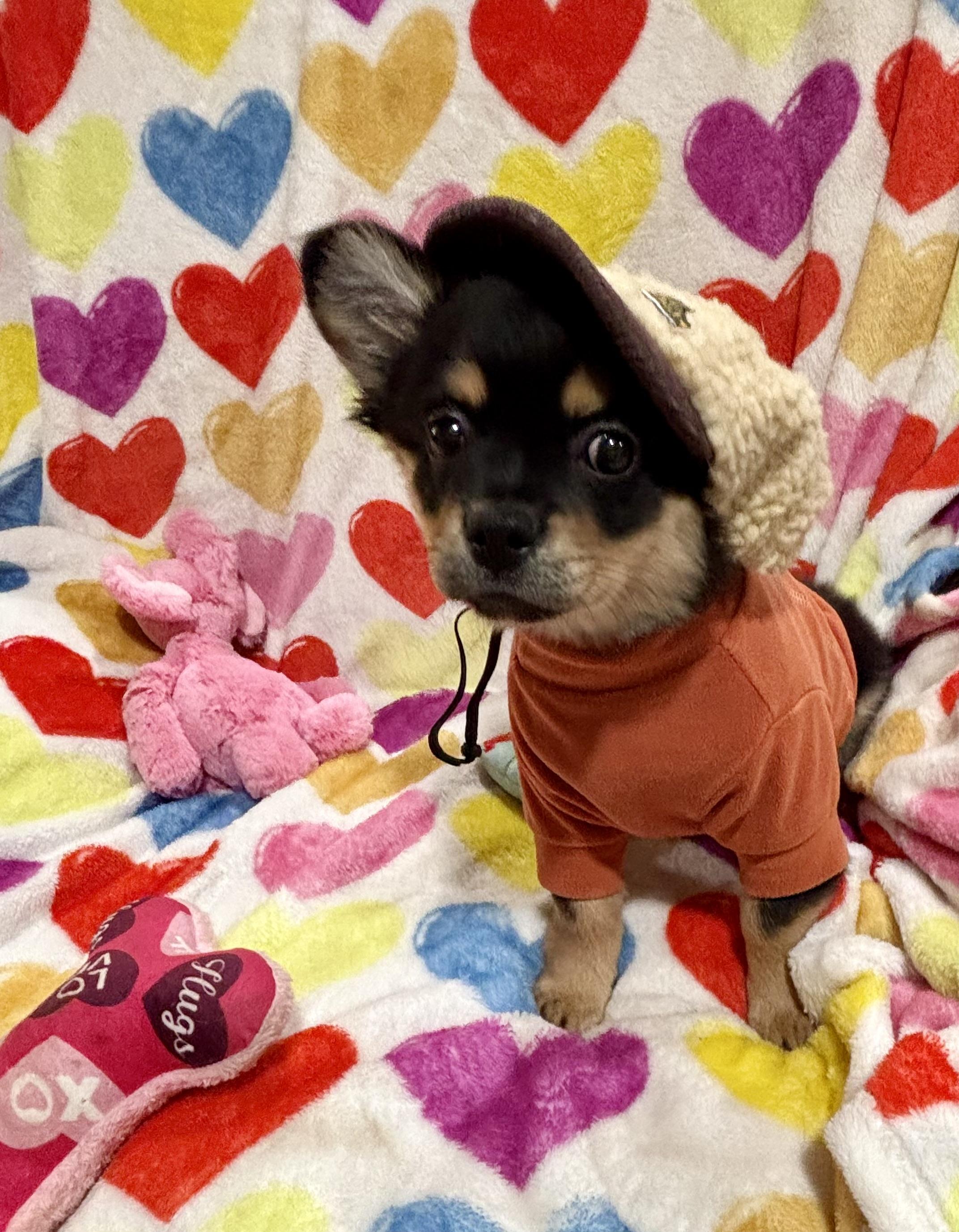 Oso, an adopted mixed breed in Foster, OR image 5/6