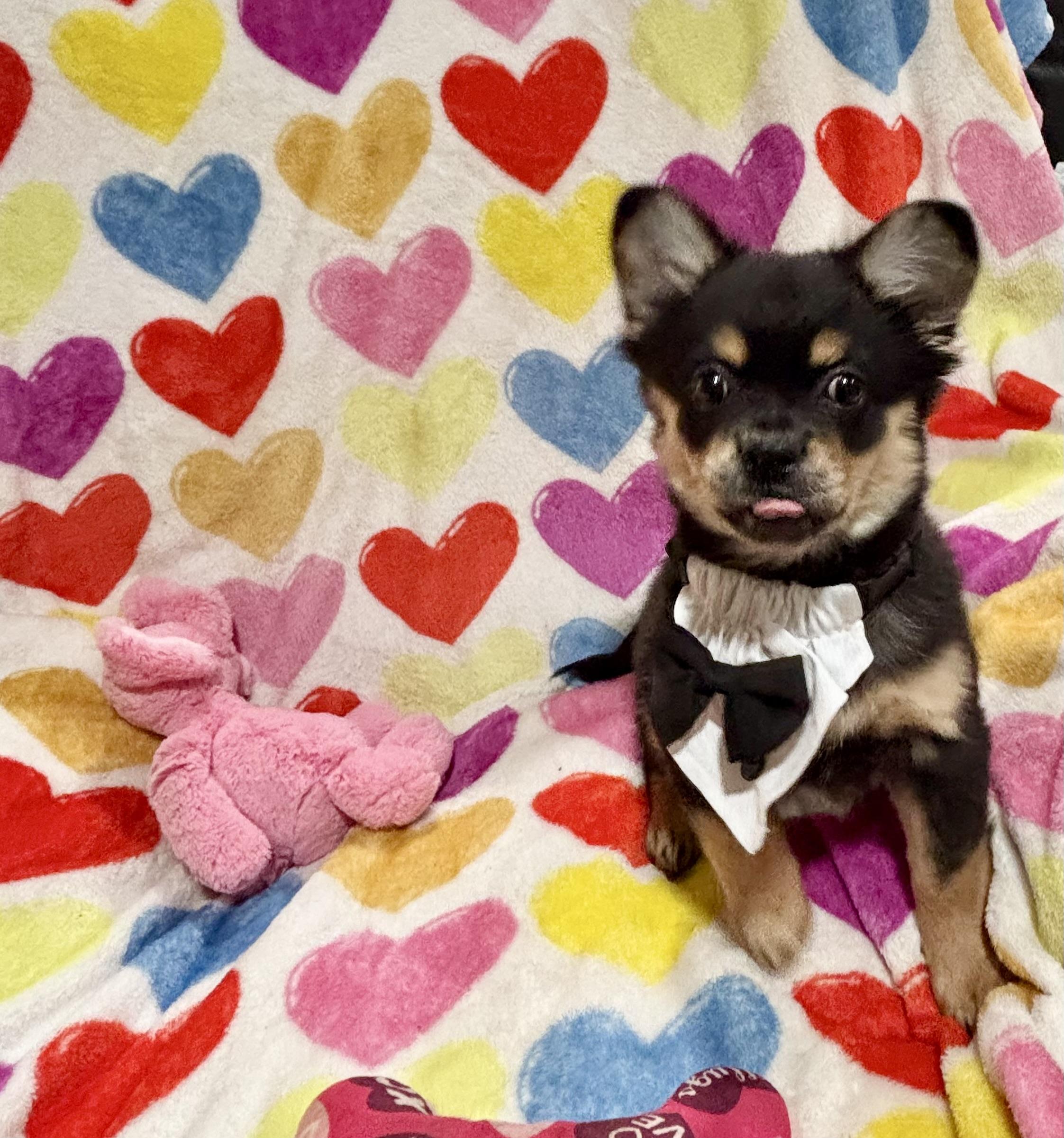 Oso, an adopted mixed breed in Foster, OR image 6/6