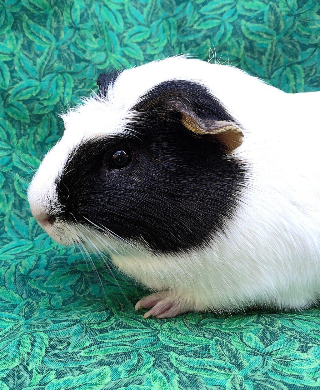 Enlarge Duke, an adopted Short-Haired in Goleta, CA image 1/2