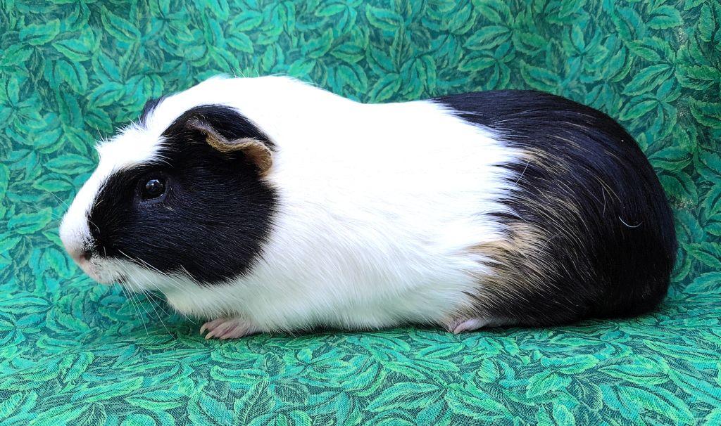 Enlarge Duke, an adopted Short-Haired in Goleta, CA image 2/2