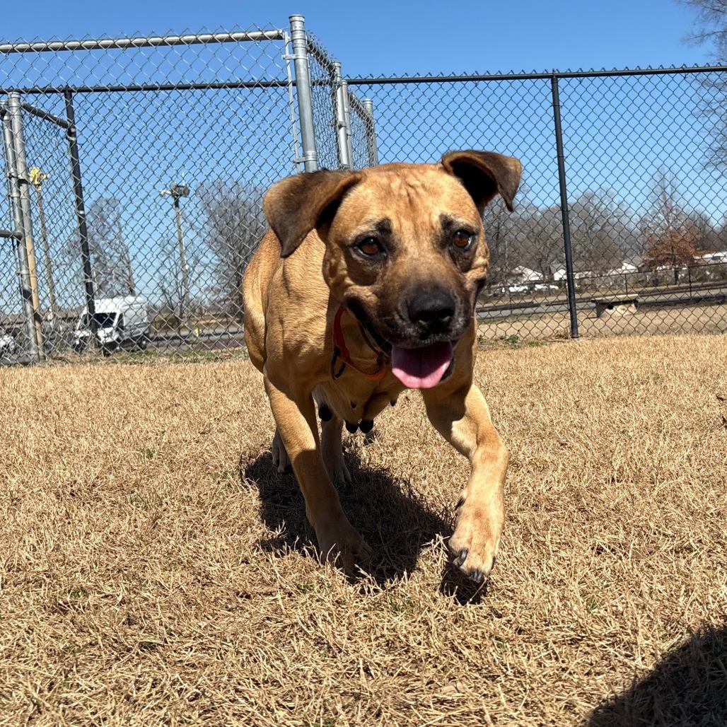 Enlarge Jubilee, a Adoptable mixed breed in Cabot, AR image 1/6