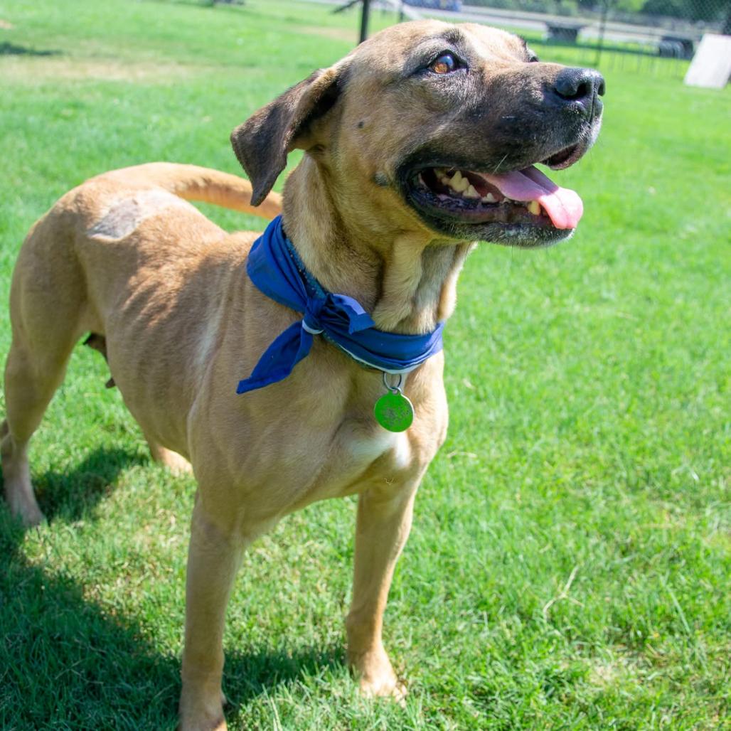 Jubilee, Adoptable, Adult Female Black Mouth Cur & Mixed Breed.