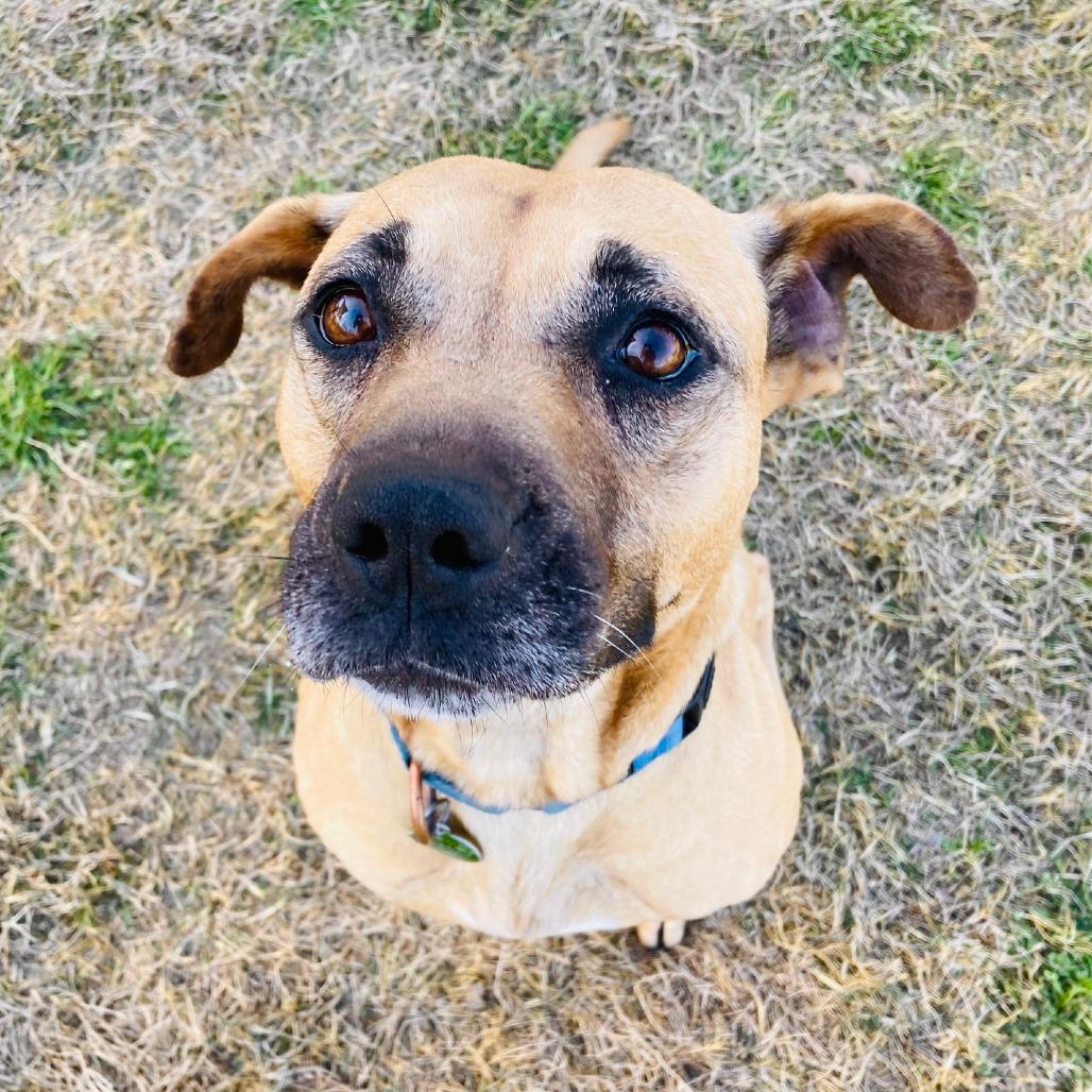 Jubilee, Adoptable, Adult Female Black Mouth Cur & Mixed Breed.