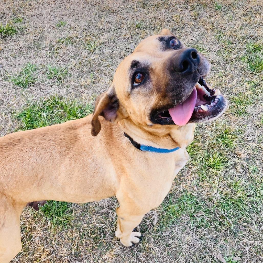 Enlarge Jubilee, a Adoptable mixed breed in Cabot, AR image 3/6