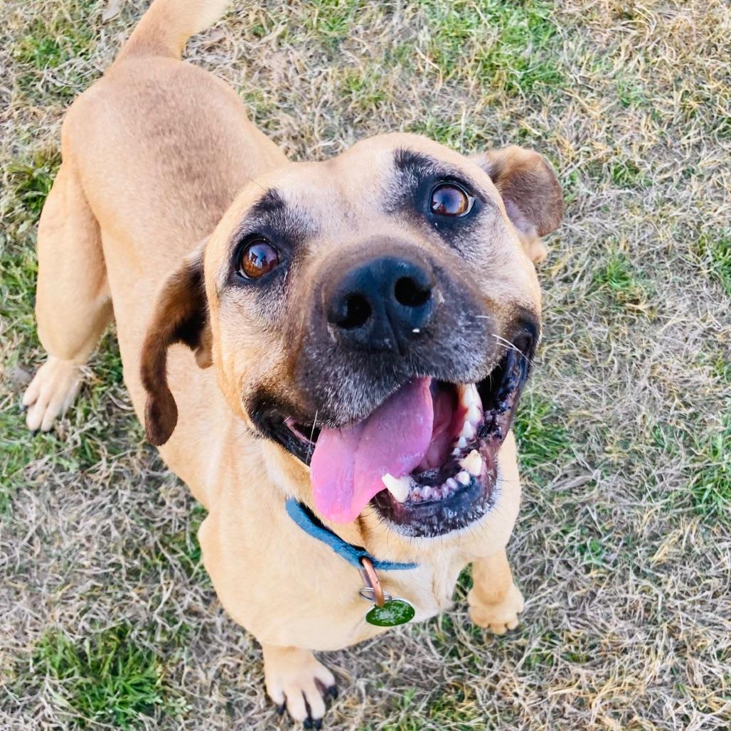 Enlarge Jubilee, a Adoptable mixed breed in Cabot, AR image 4/6