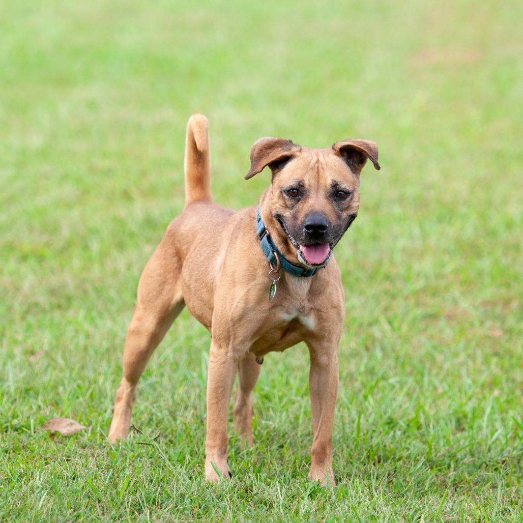Enlarge Jubilee, a Adoptable mixed breed in Cabot, AR image 4/6