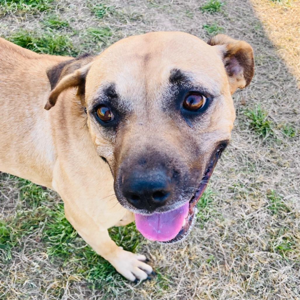 Enlarge Jubilee, a Adoptable mixed breed in Cabot, AR image 5/6