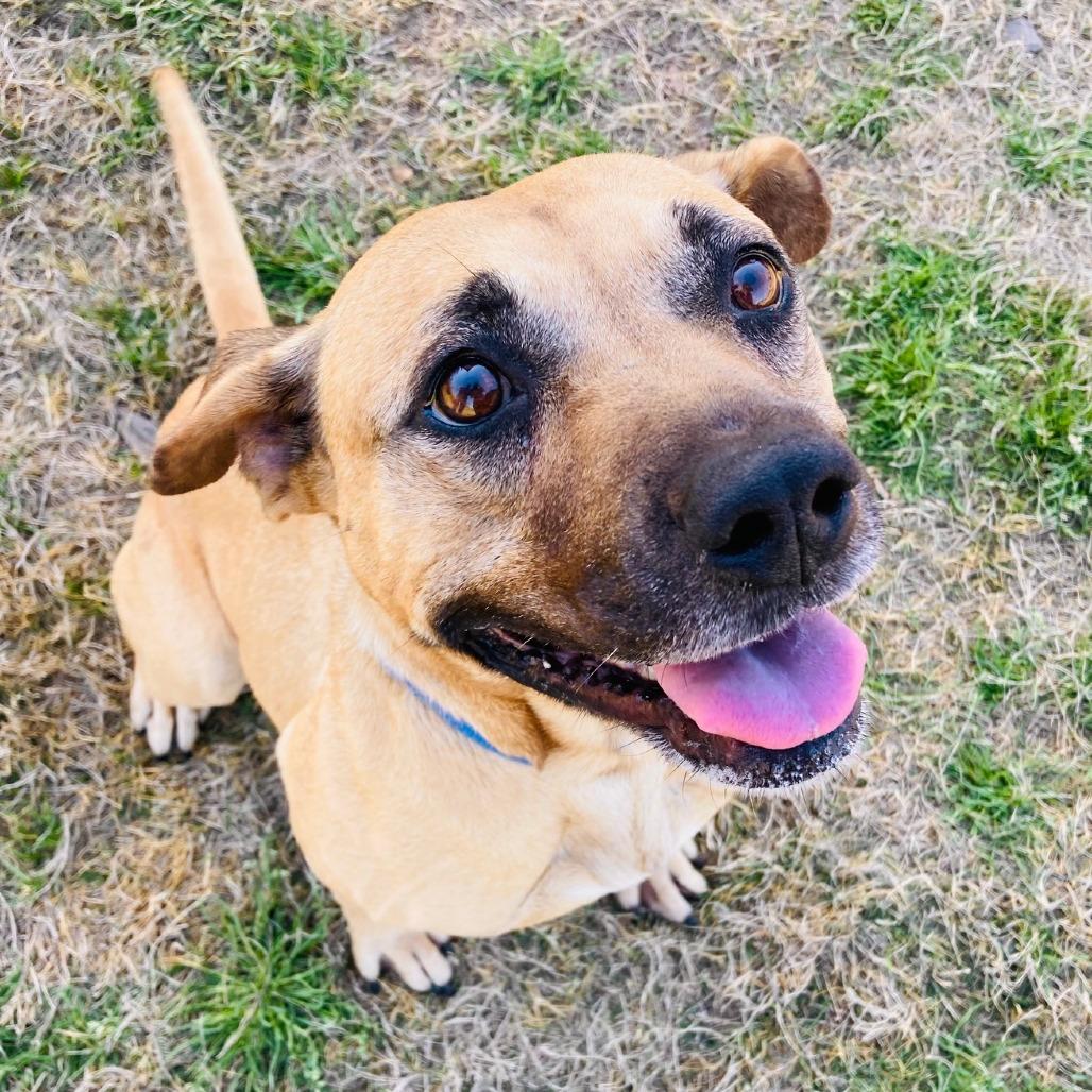 Enlarge Jubilee, a Adoptable mixed breed in Cabot, AR image 6/6