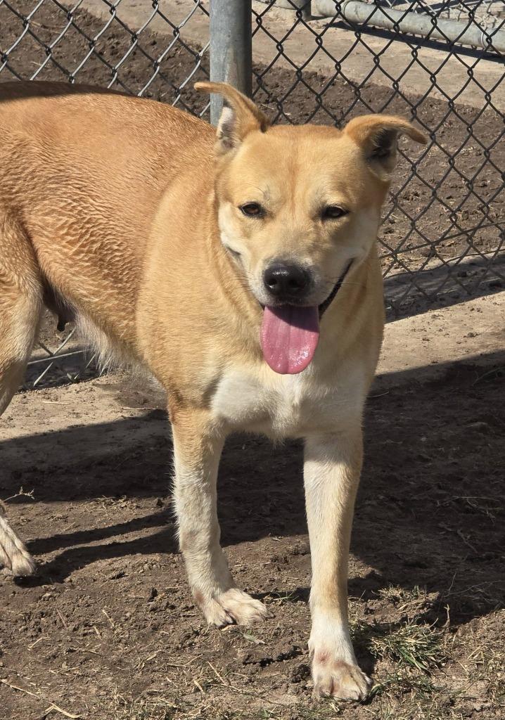 Zelda, Adoptable, Young Female Labrador Retriever.