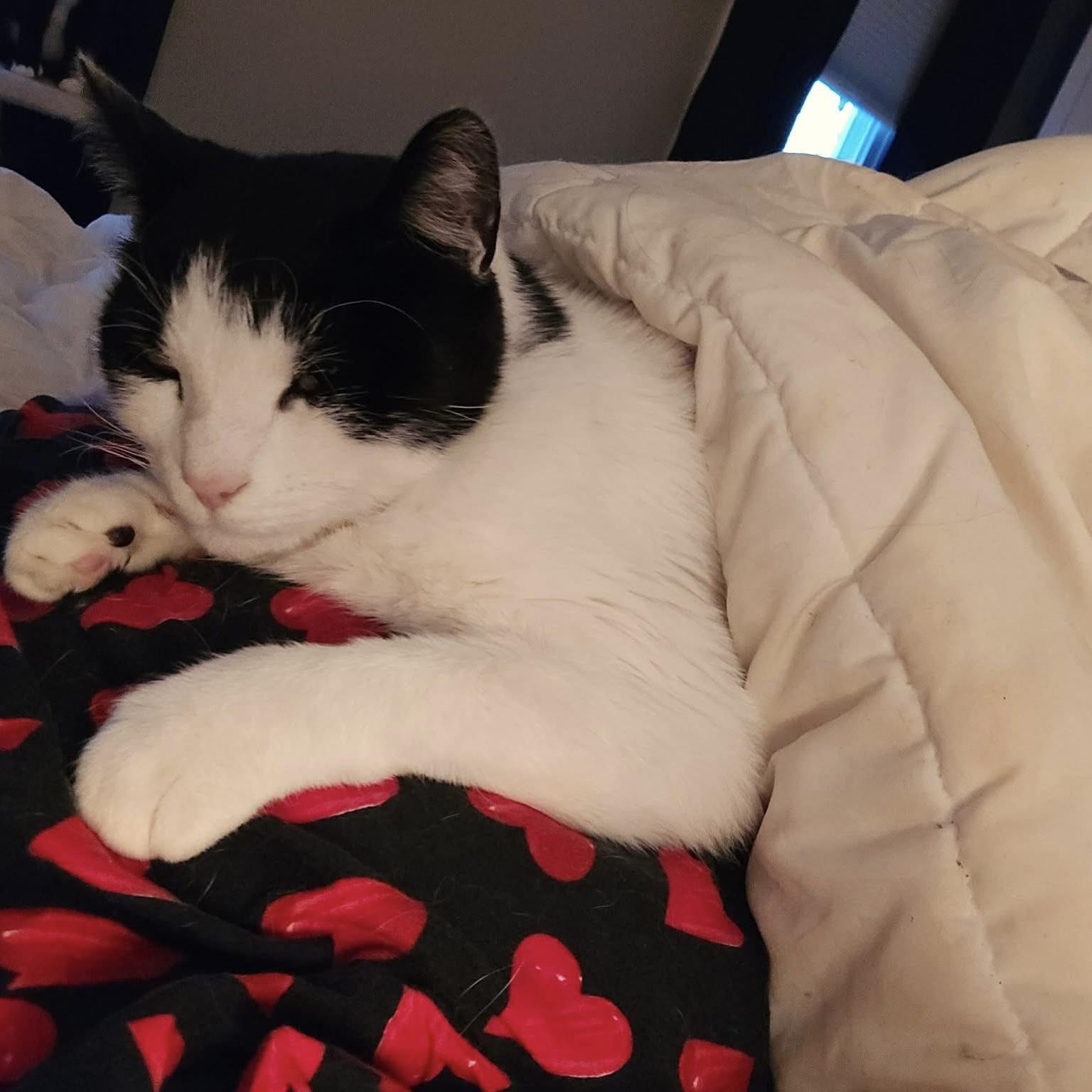 Moosh, an adopted Domestic Short Hair in Westville, NJ image 1/3