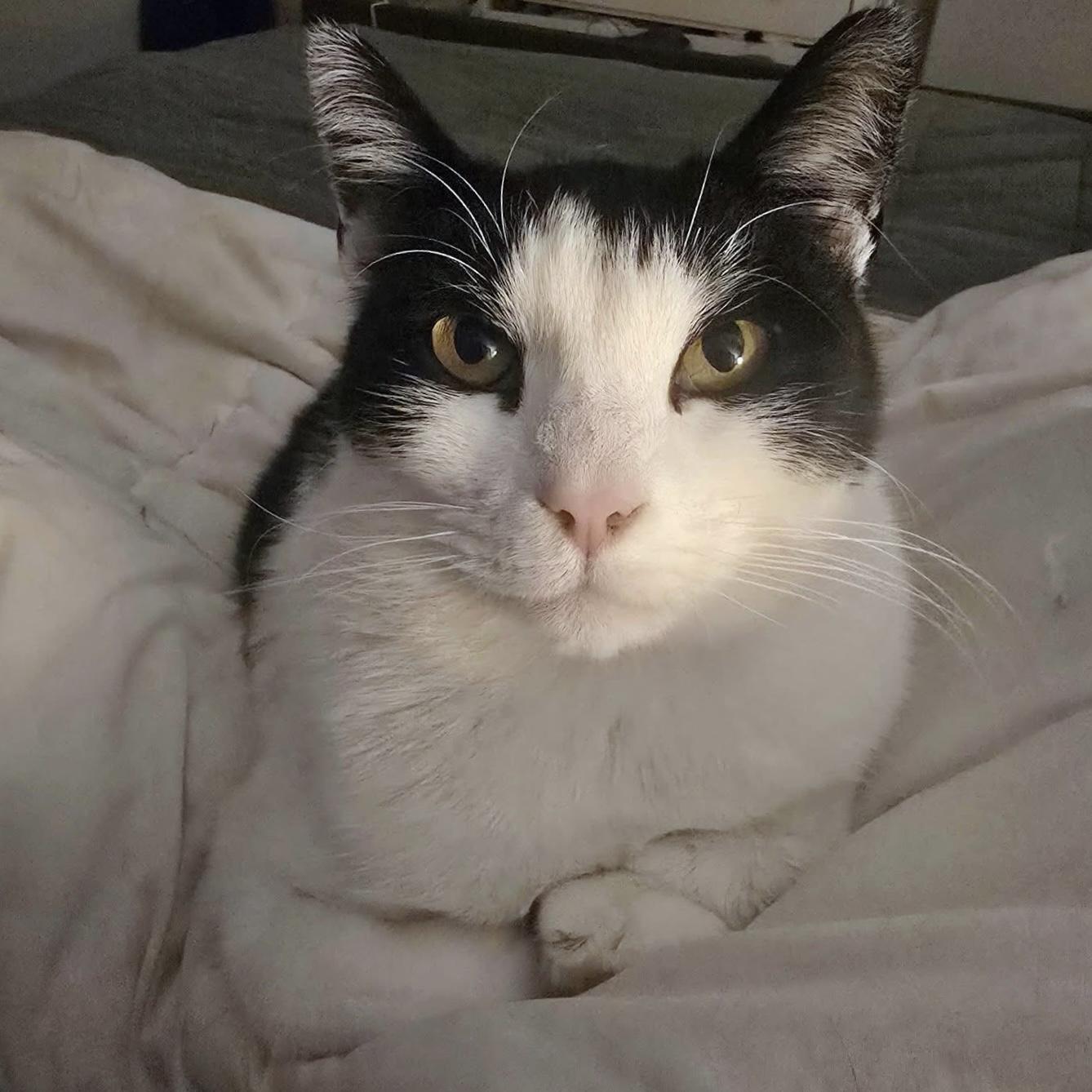 Moosh, an adopted Domestic Short Hair in Westville, NJ image 3/3