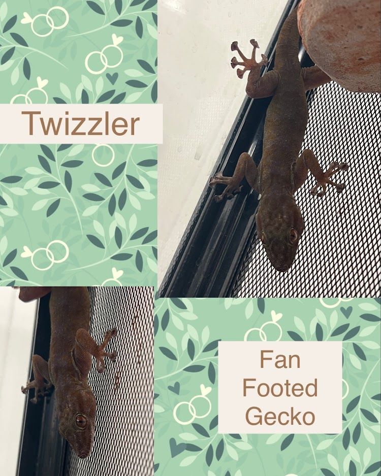 Twizzler, Adult Female unknown
