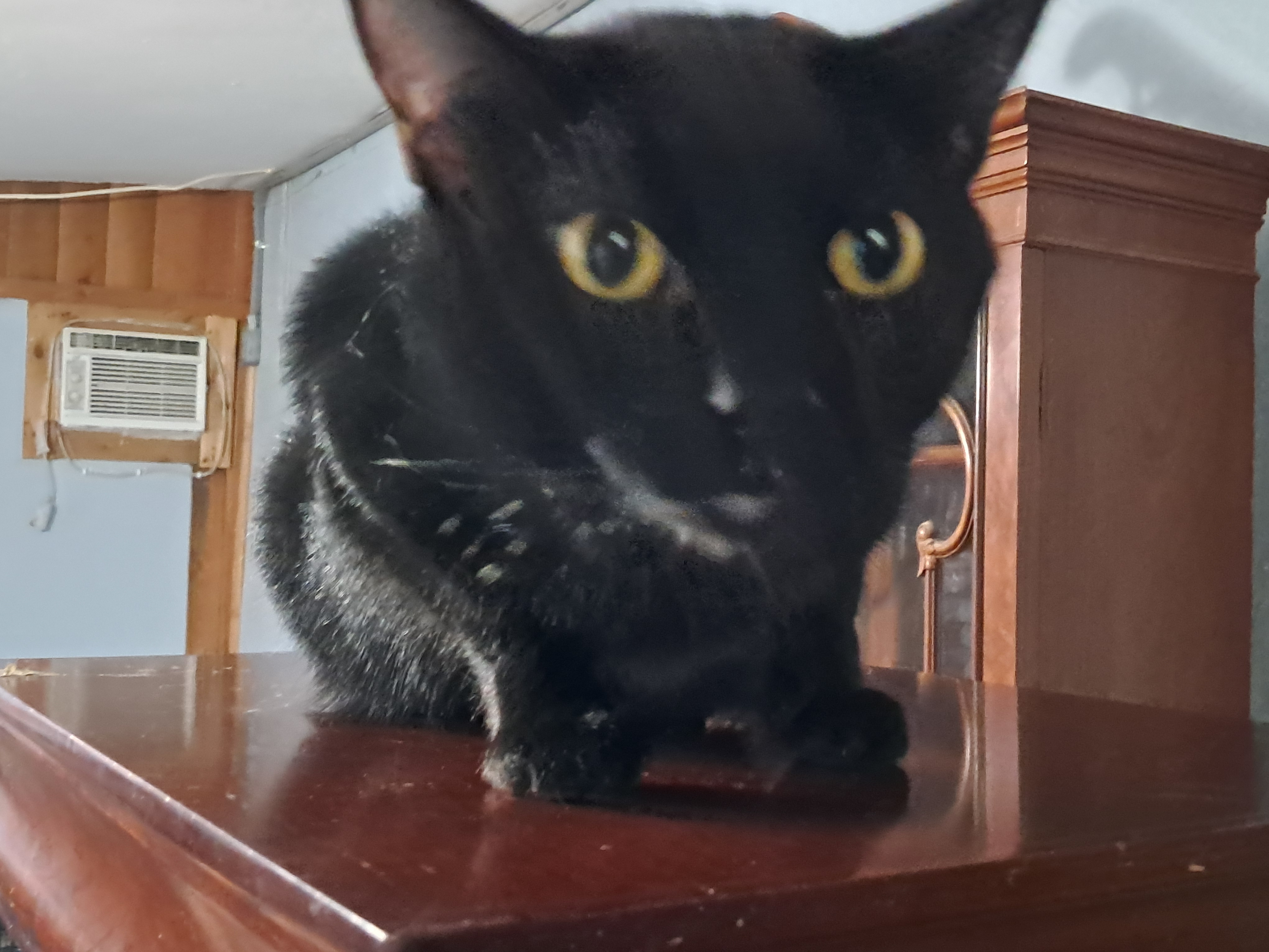 Spooky, a Adoptable American Shorthair in Magnolia, TX image 2/6