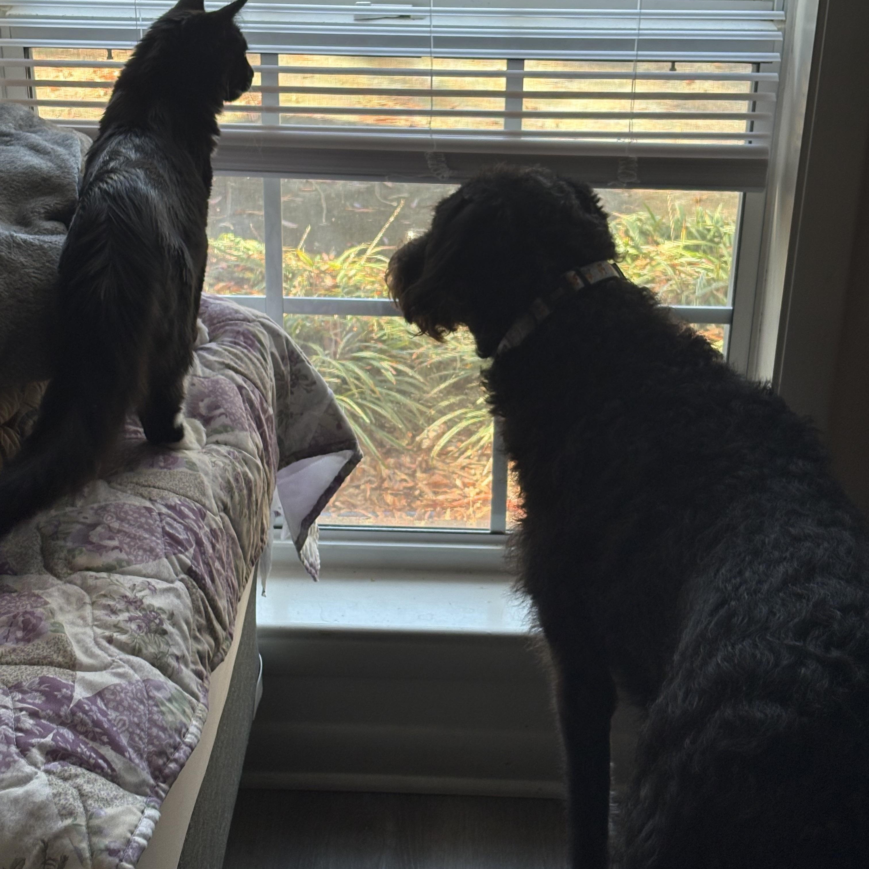 Enlarge MOZART - Male Kitten - Black & White - TUXEDO, a Adoptable Domestic Medium Hair in Monroe, NC image 2/6