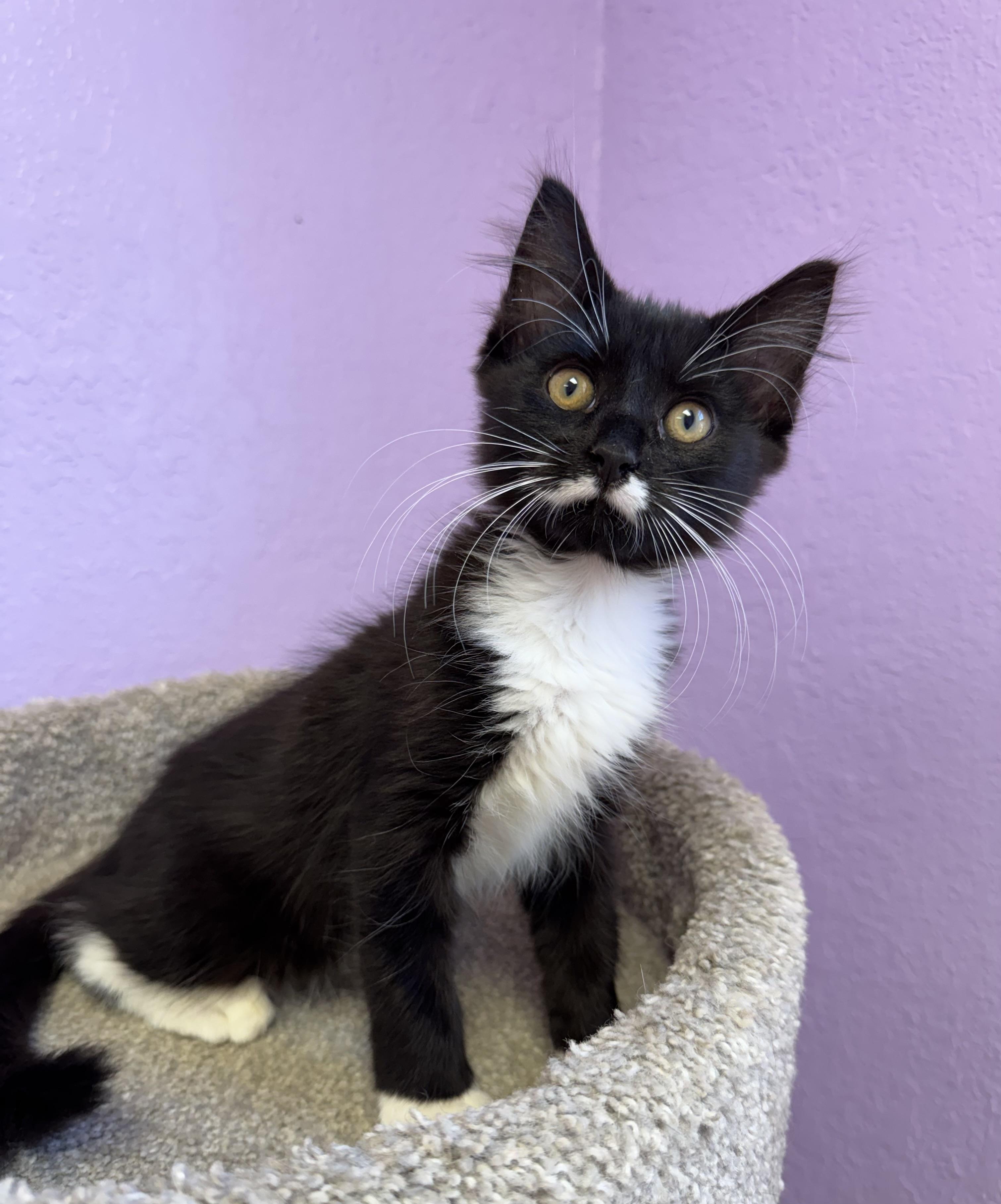 MOZART - Male Kitten - Black & White - TUXEDO