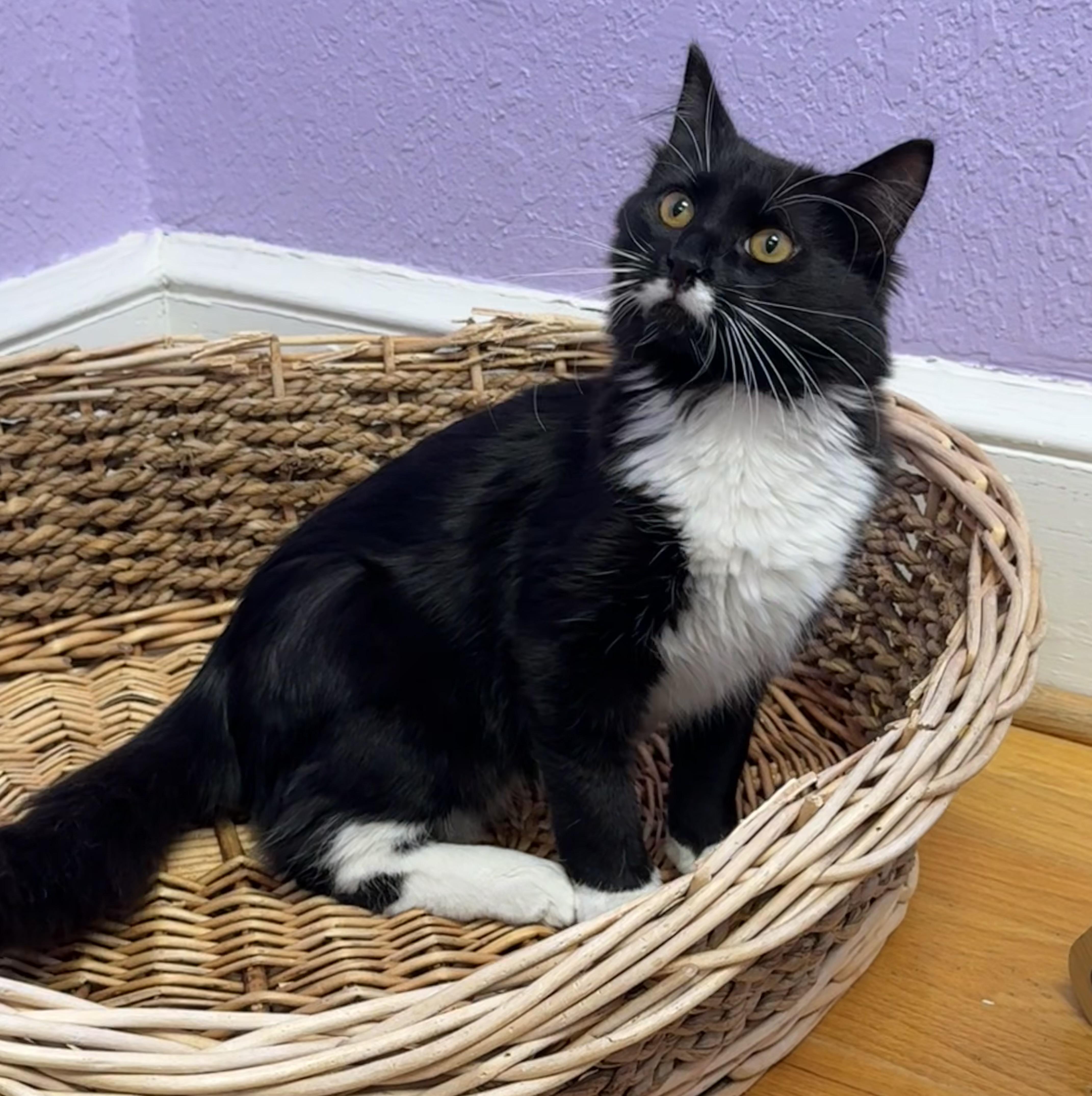 Enlarge MOZART - Male Kitten - Black & White - TUXEDO, a Adoptable Domestic Medium Hair in Monroe, NC image 4/6
