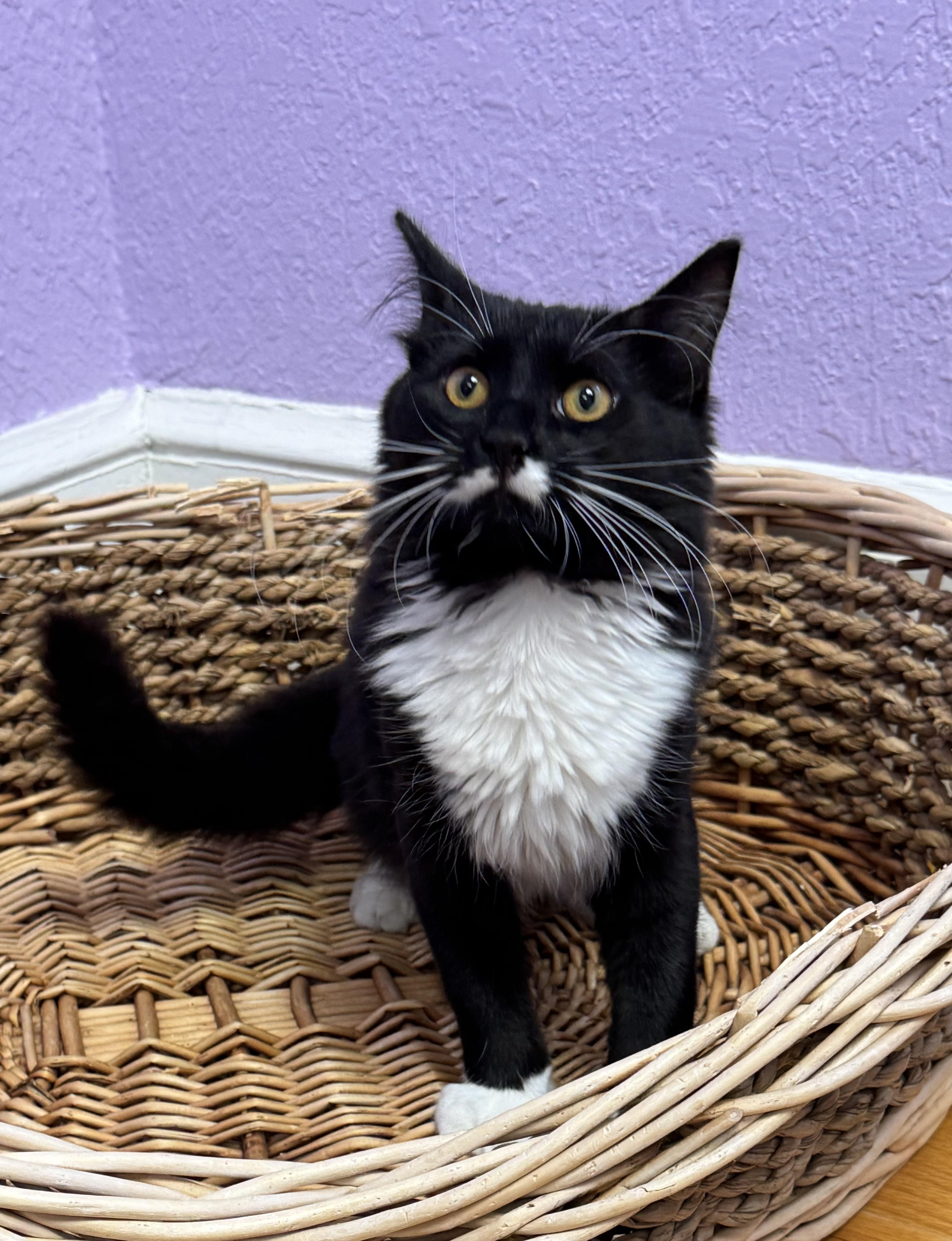 MOZART - Male Kitten - Black & White - TUXEDO, Adoptable, Young Male Domestic Medium Hair.