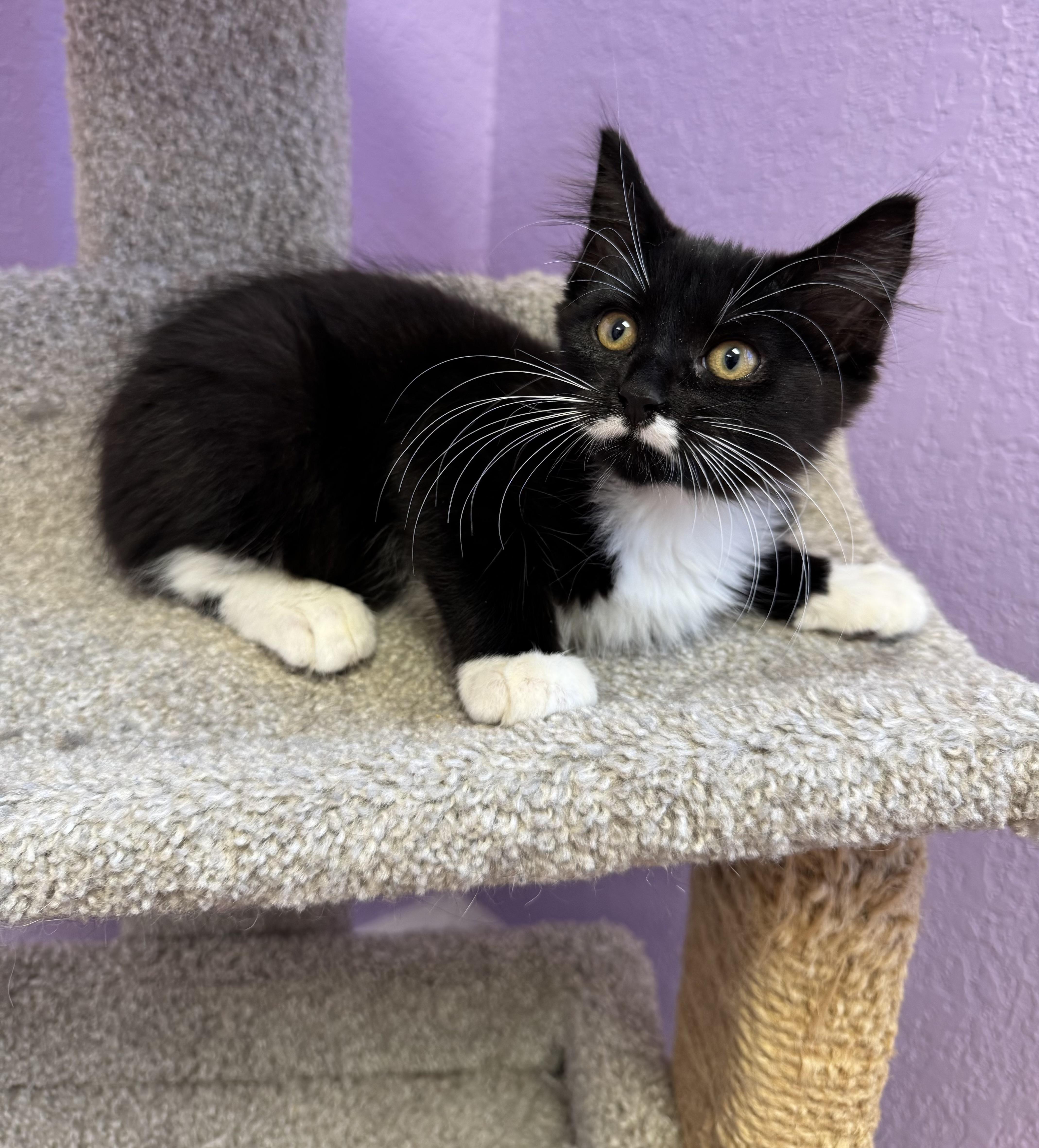 MOZART - Male Kitten - Black & White - TUXEDO