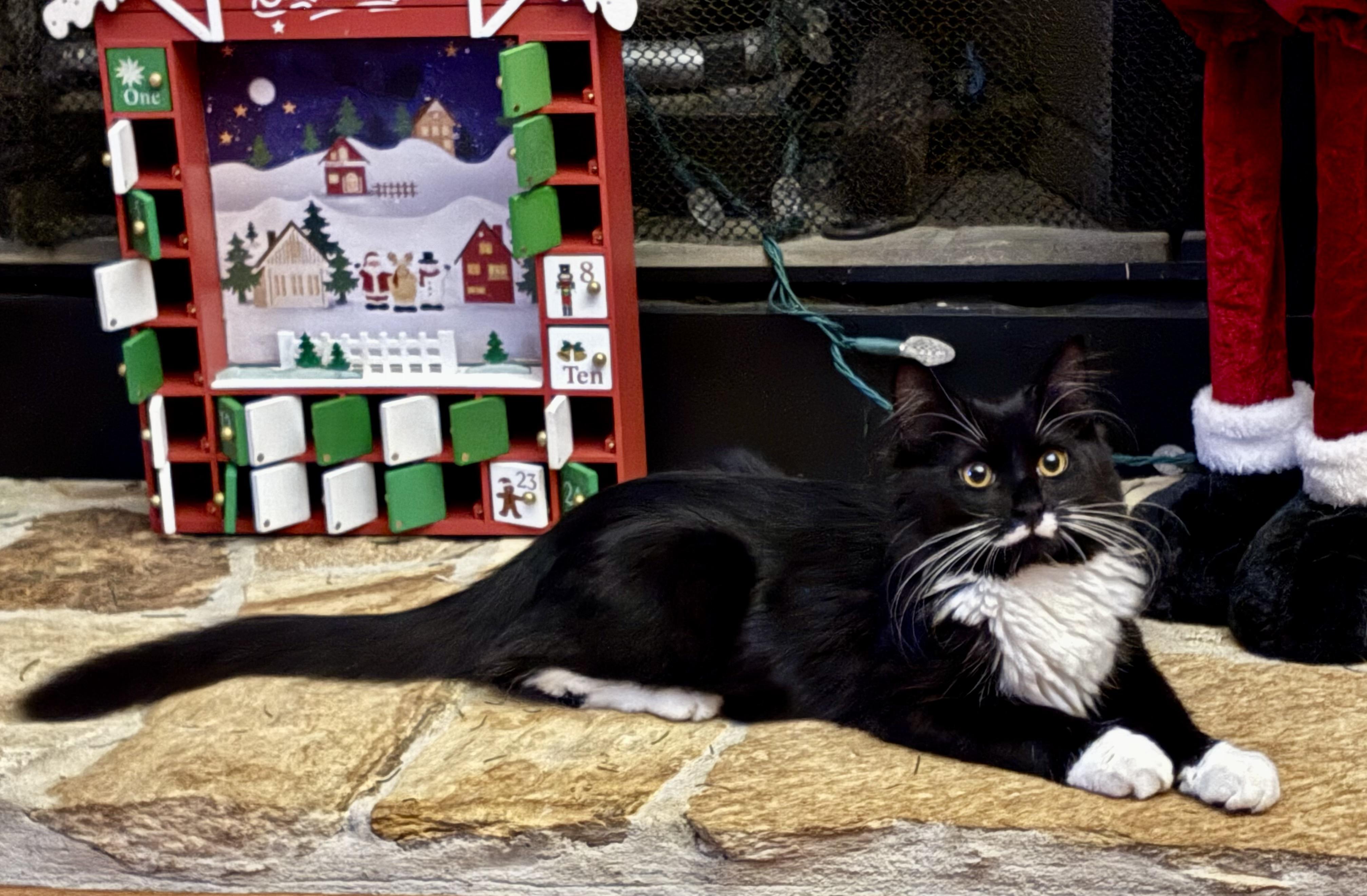 Enlarge MOZART - Male Kitten - Black & White - TUXEDO, a Adoptable Domestic Medium Hair in Monroe, NC image 3/6