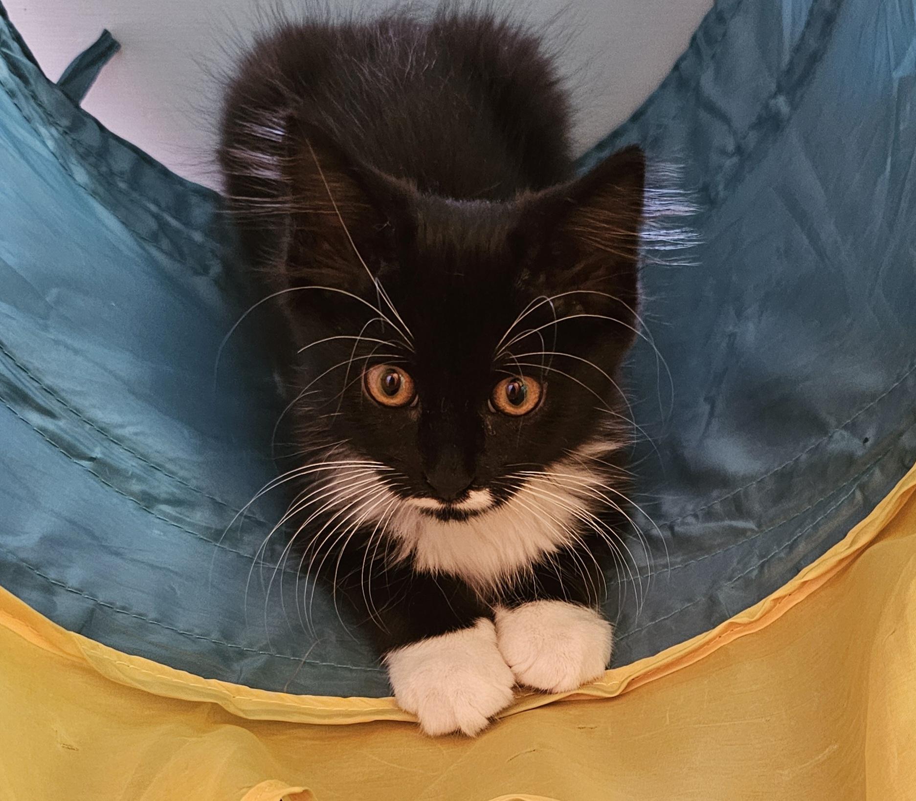 MOZART - Male Kitten - Black & White - TUXEDO