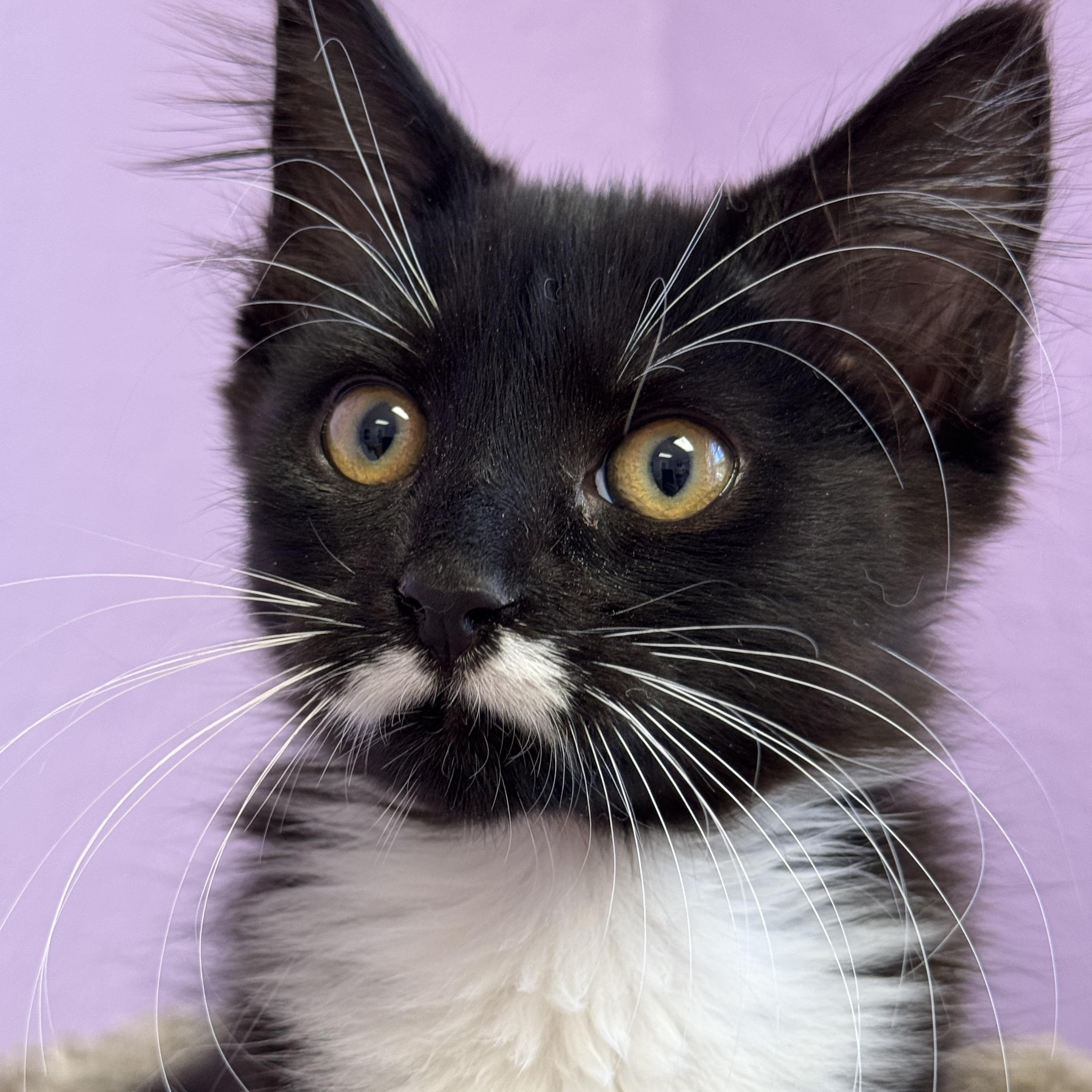 Enlarge MOZART - Male Kitten - Black & White - TUXEDO, a Adoptable Domestic Medium Hair in Monroe, NC image 6/6