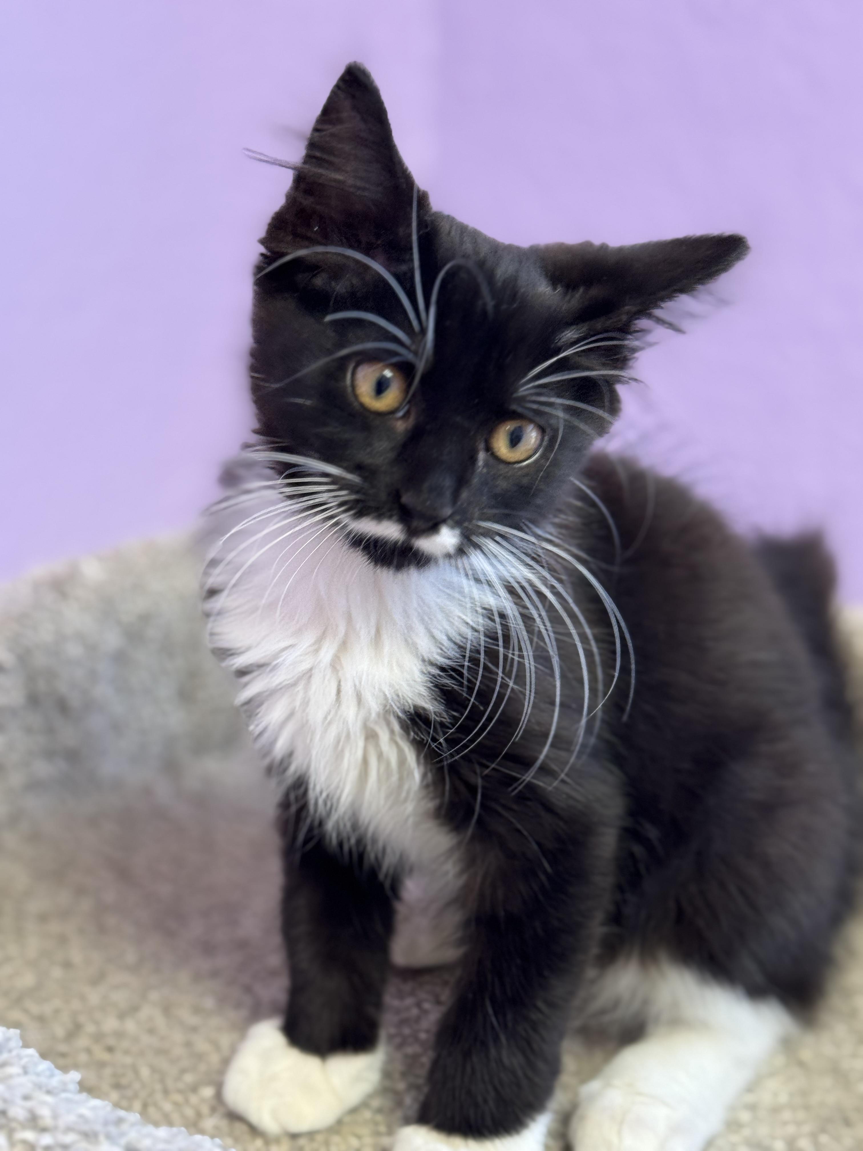 MOZART - Male Kitten - Black & White - TUXEDO