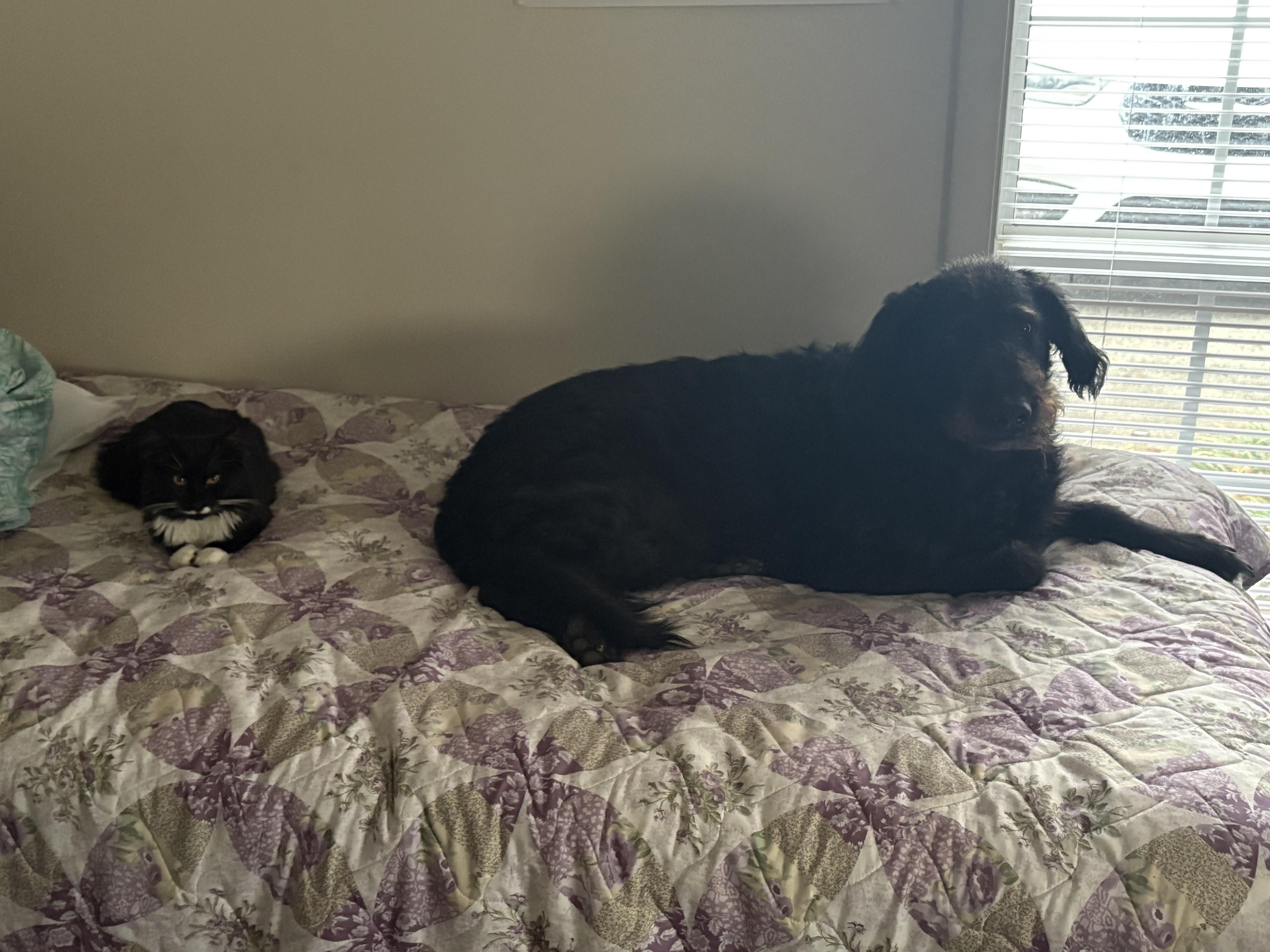 Enlarge MOZART - Male Kitten - Black & White - TUXEDO, a Adoptable Domestic Medium Hair in Monroe, NC image 5/6