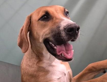 Boone, Adoptable, Young Male Hound.