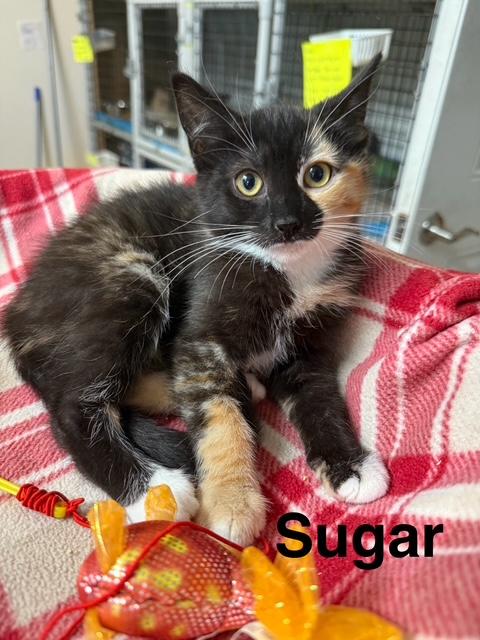 SUGAR