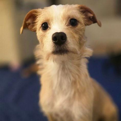 Enlarge Holly, a Adopted Terrier in Sunnyvale, CA image 1/1