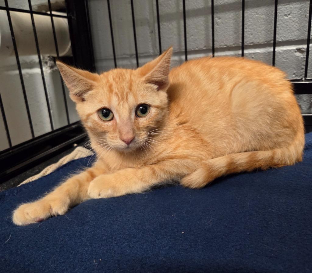 Louie, a Adoptable mixed breed in Muskegon, MI image 1/3