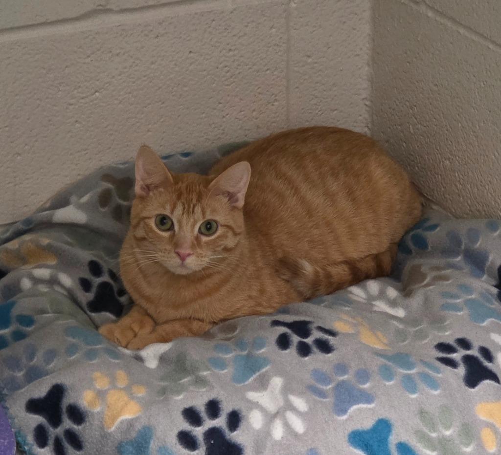 Louie, a Adoptable mixed breed in Muskegon, MI image 3/3