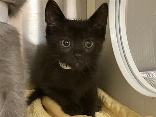 NINJA, Adoptable, Kitten Male Domestic Long Hair.