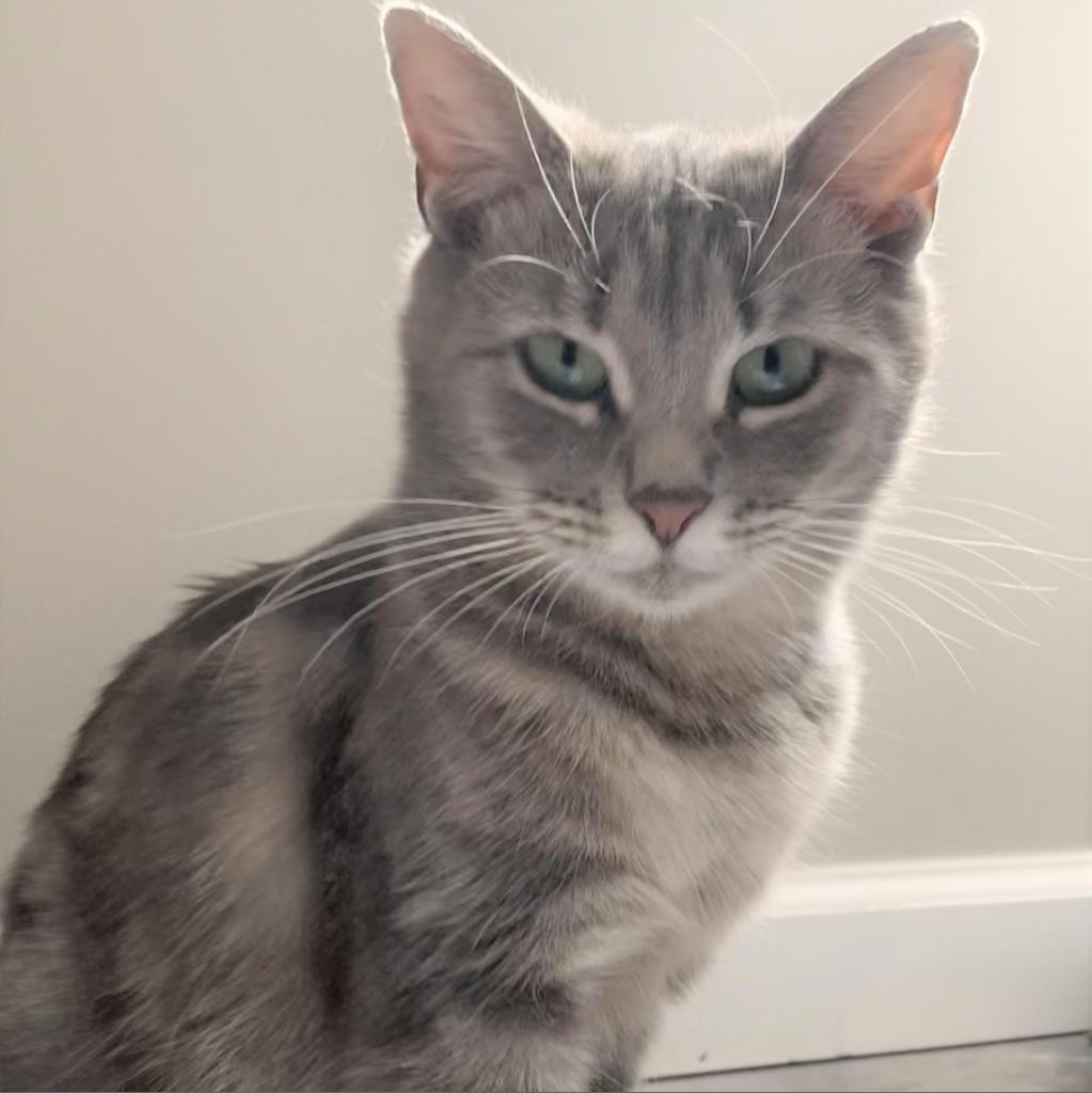 Tama, a Adoptable Domestic Short Hair in Cumming, GA image 2/3